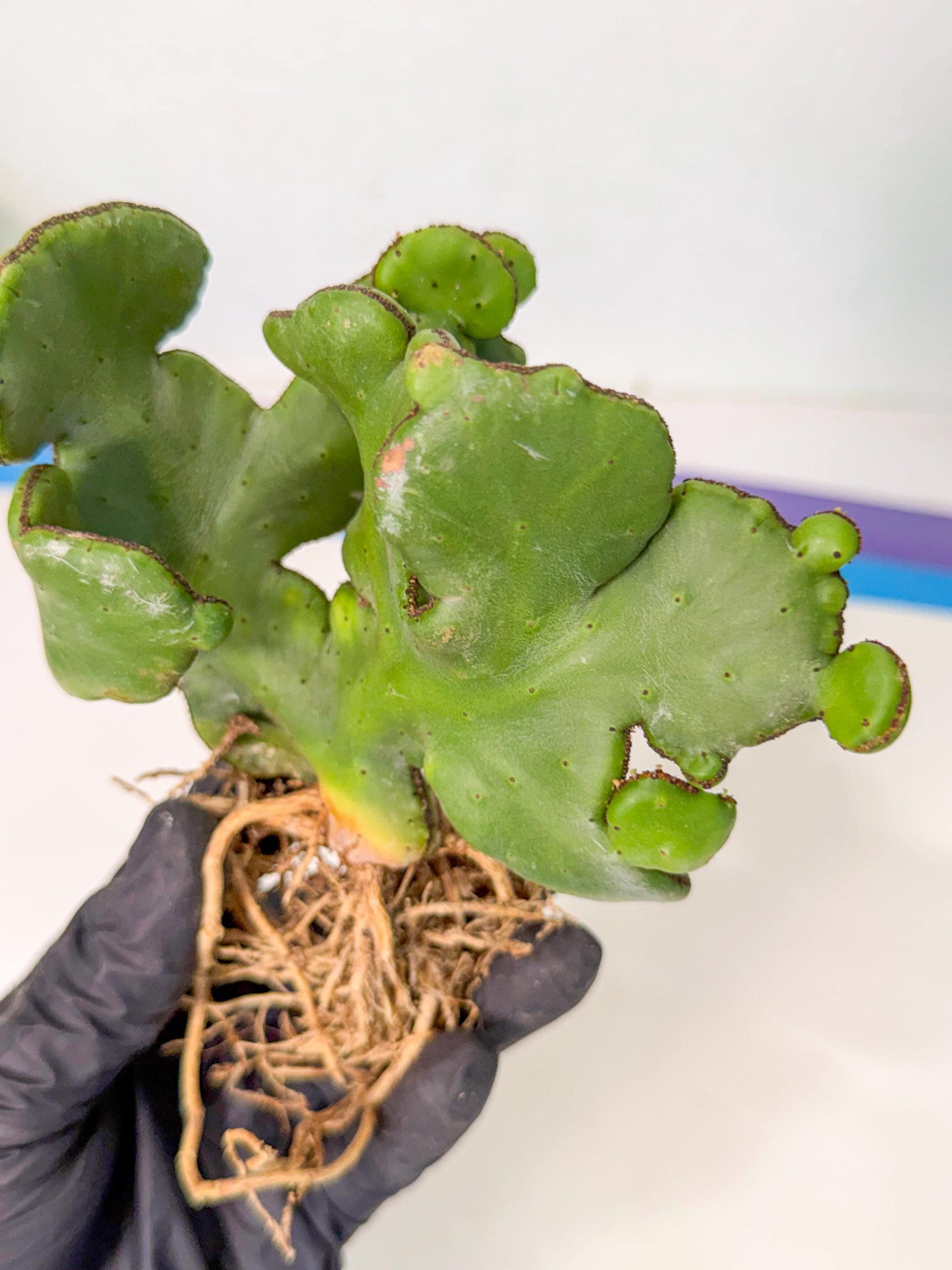 Eupho Leucodendron Cristata (7) | Exotic Rare Plant