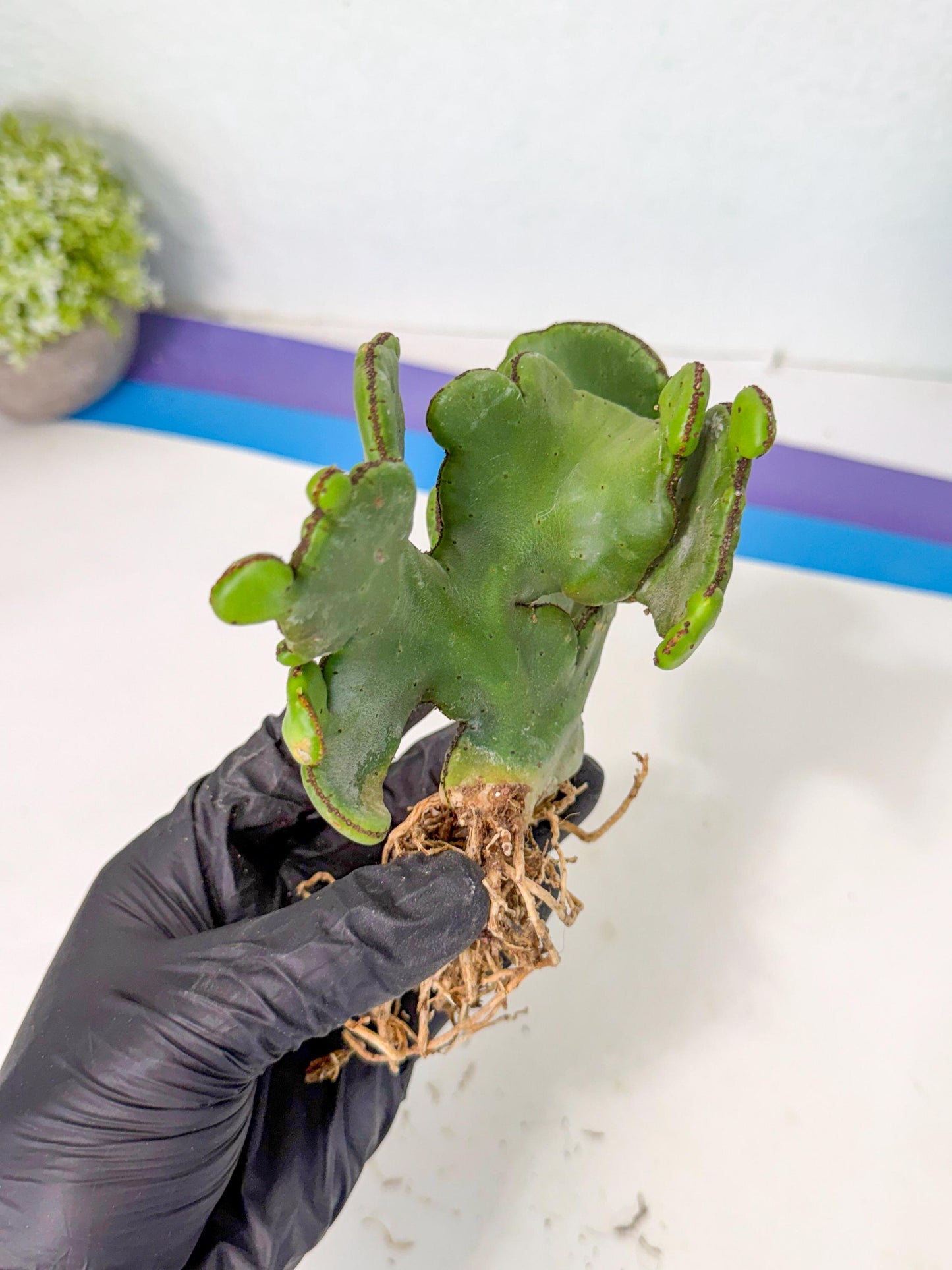 Eupho Leucodendron Cristata (7) | Exotic Rare Plant