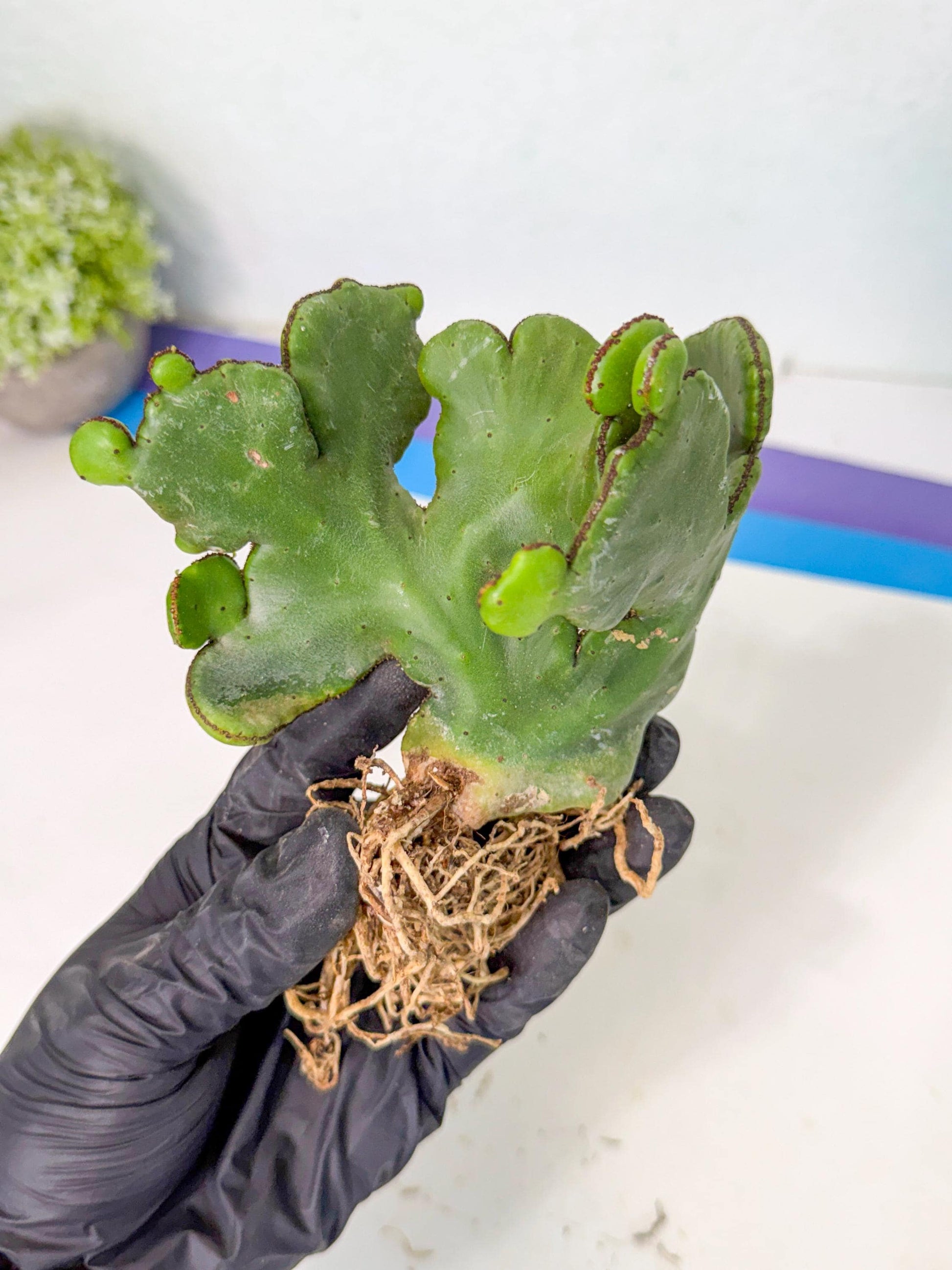 Eupho Leucodendron Cristata (7) | Exotic Rare Plant