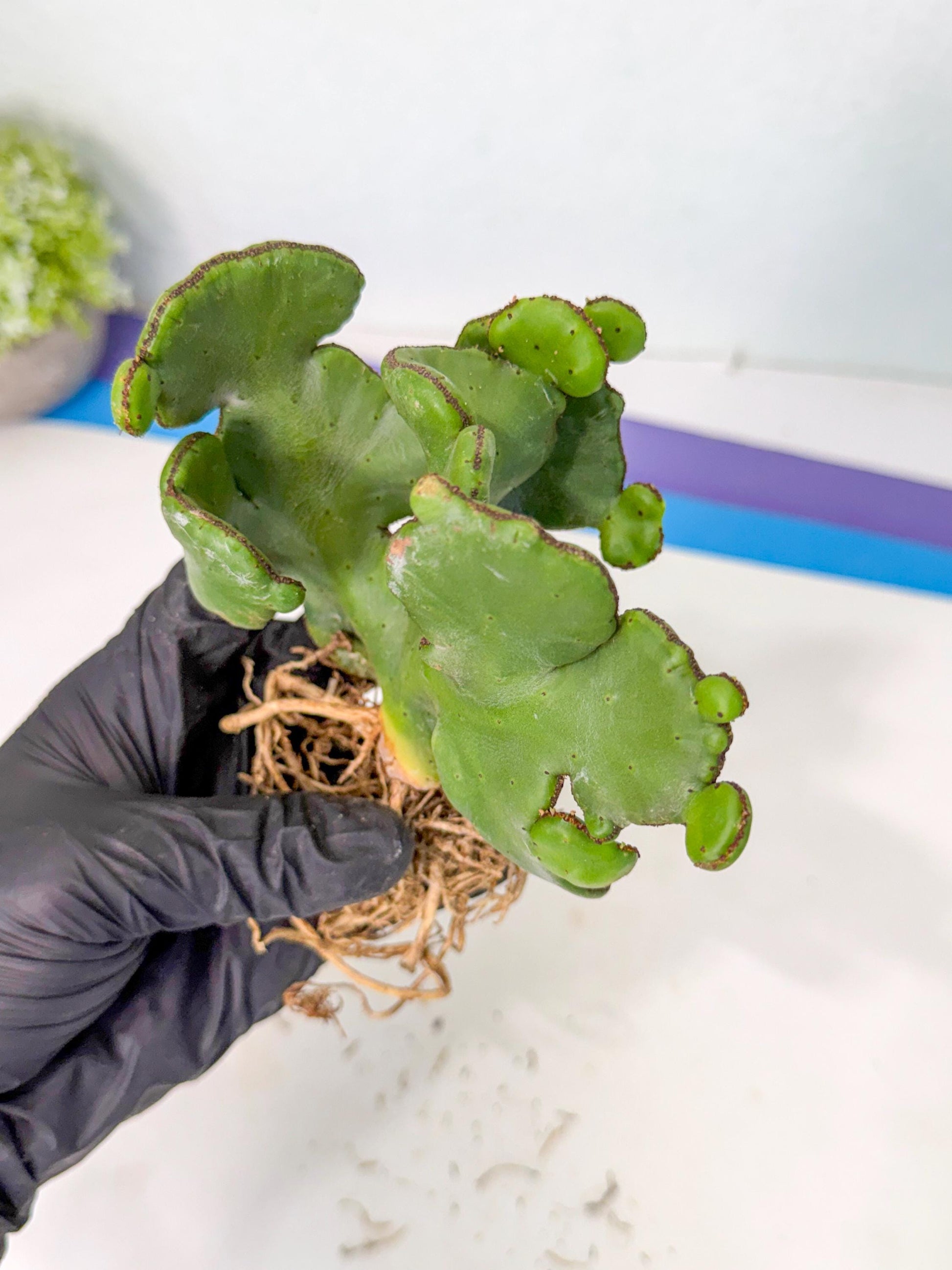 Eupho Leucodendron Cristata (7) | Exotic Rare Plant