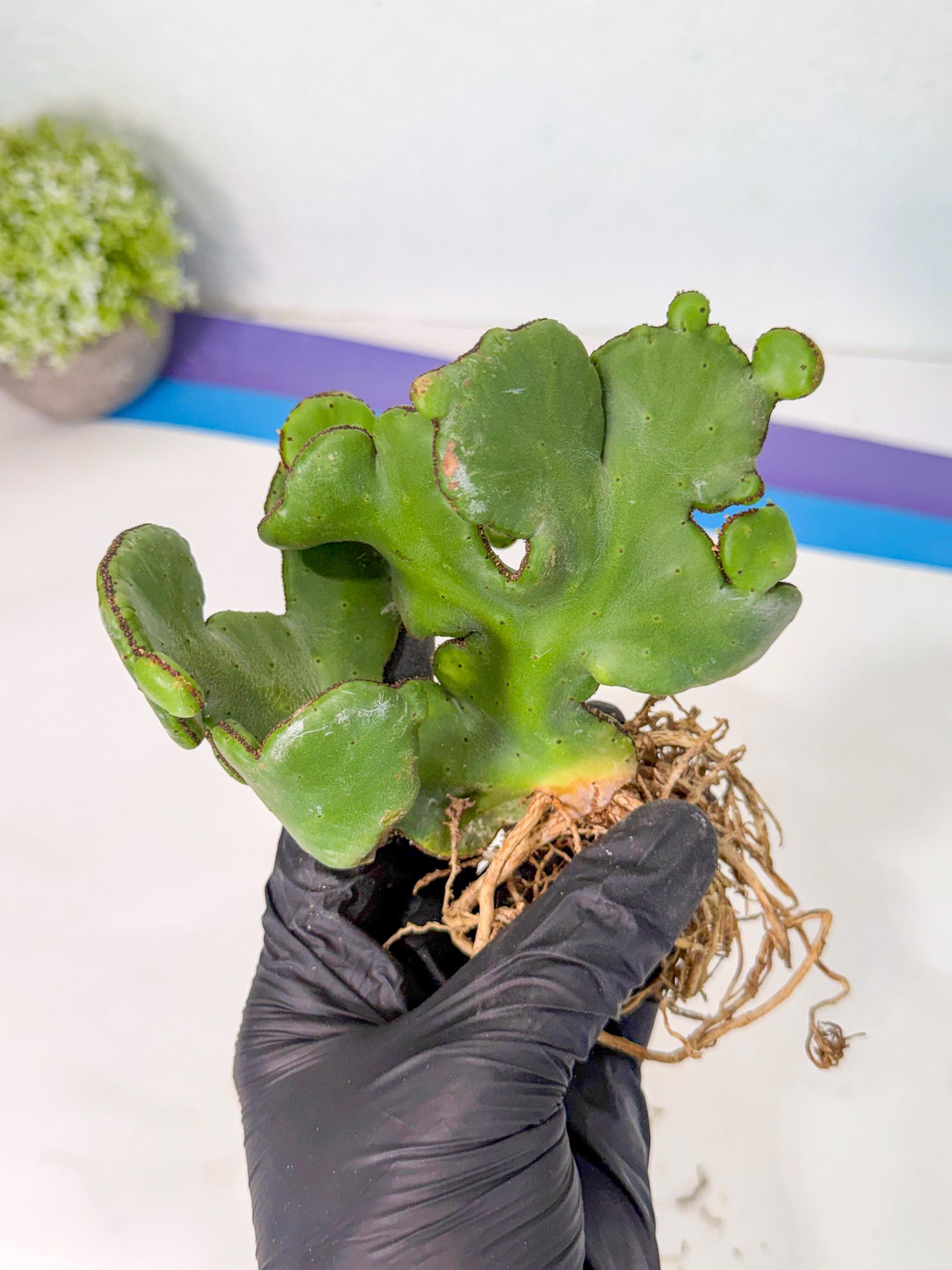 Eupho Leucodendron Cristata (7) | Exotic Rare Plant