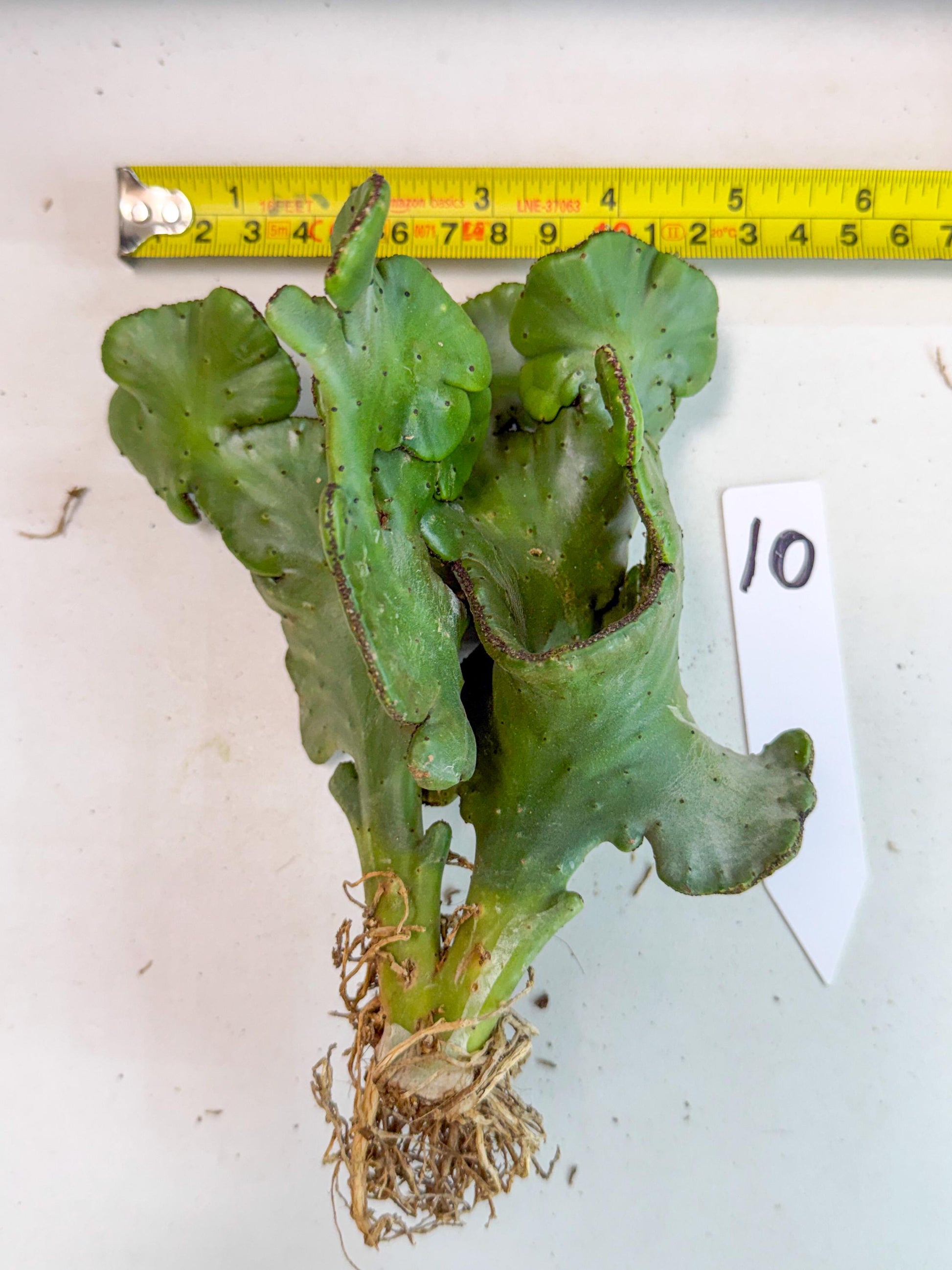 Eupho Leucodendron Cristata (10) | Exotic Rare Plant