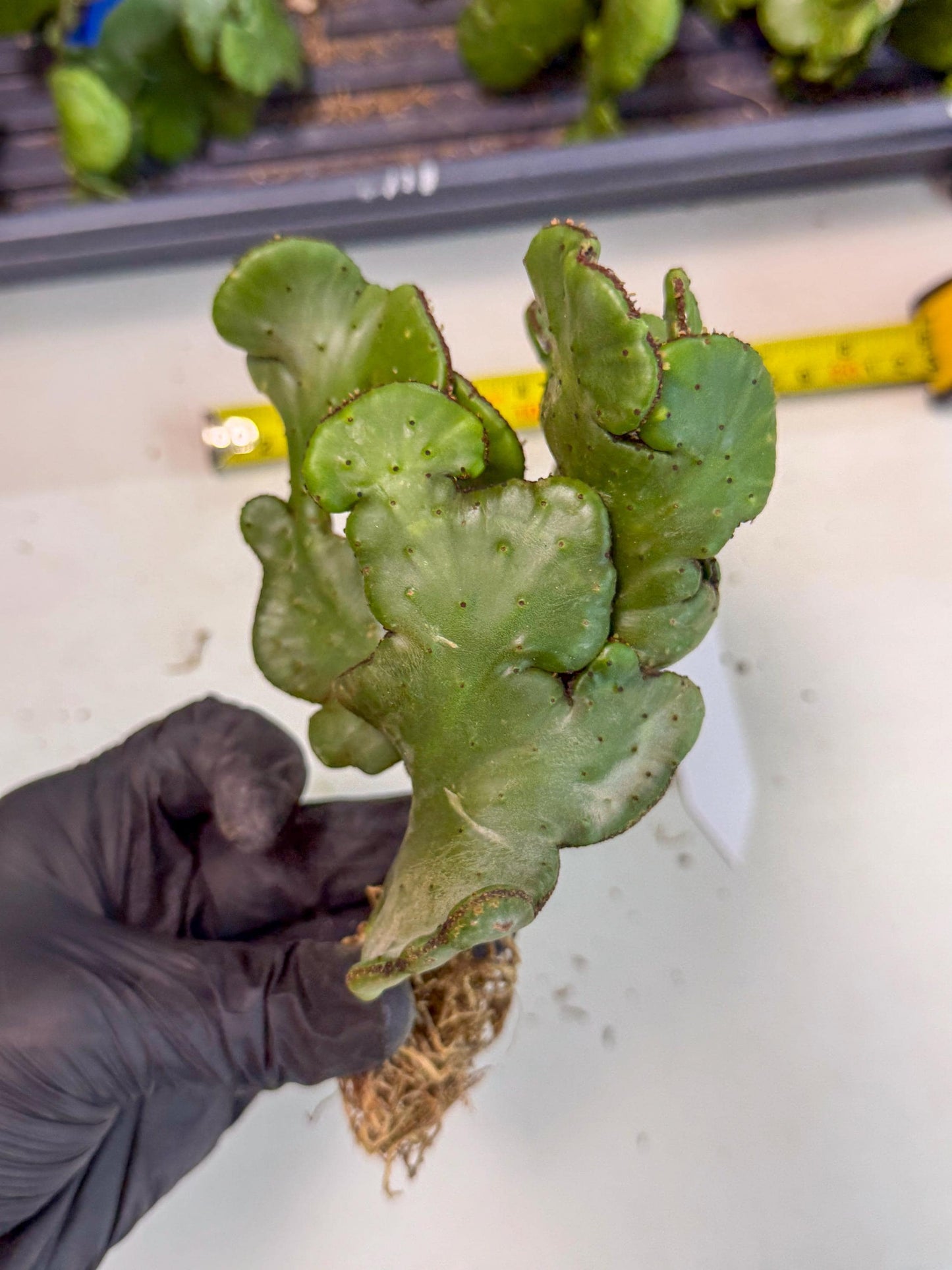 Eupho Leucodendron Cristata (10) | Exotic Rare Plant