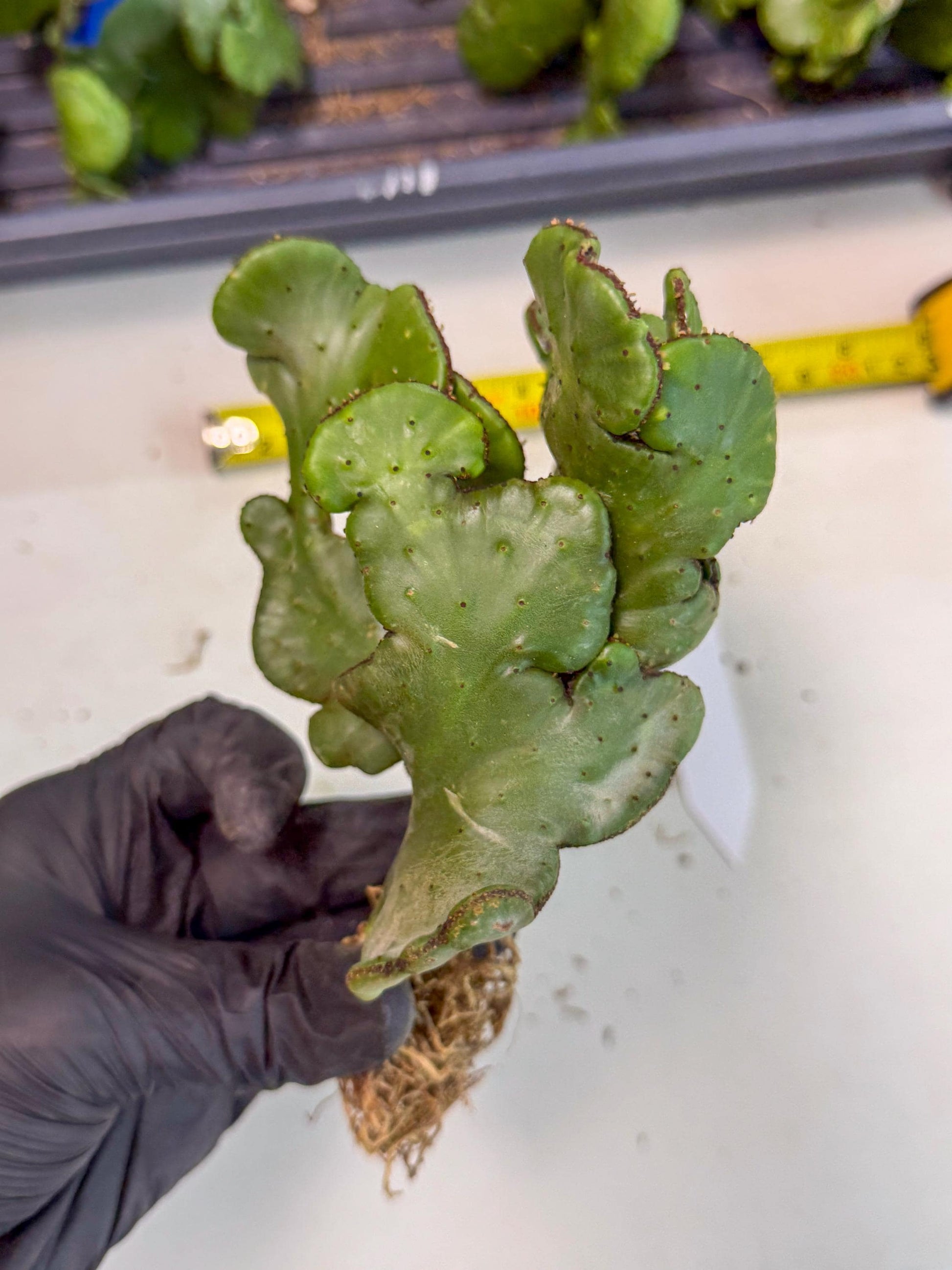 Eupho Leucodendron Cristata (10) | Exotic Rare Plant