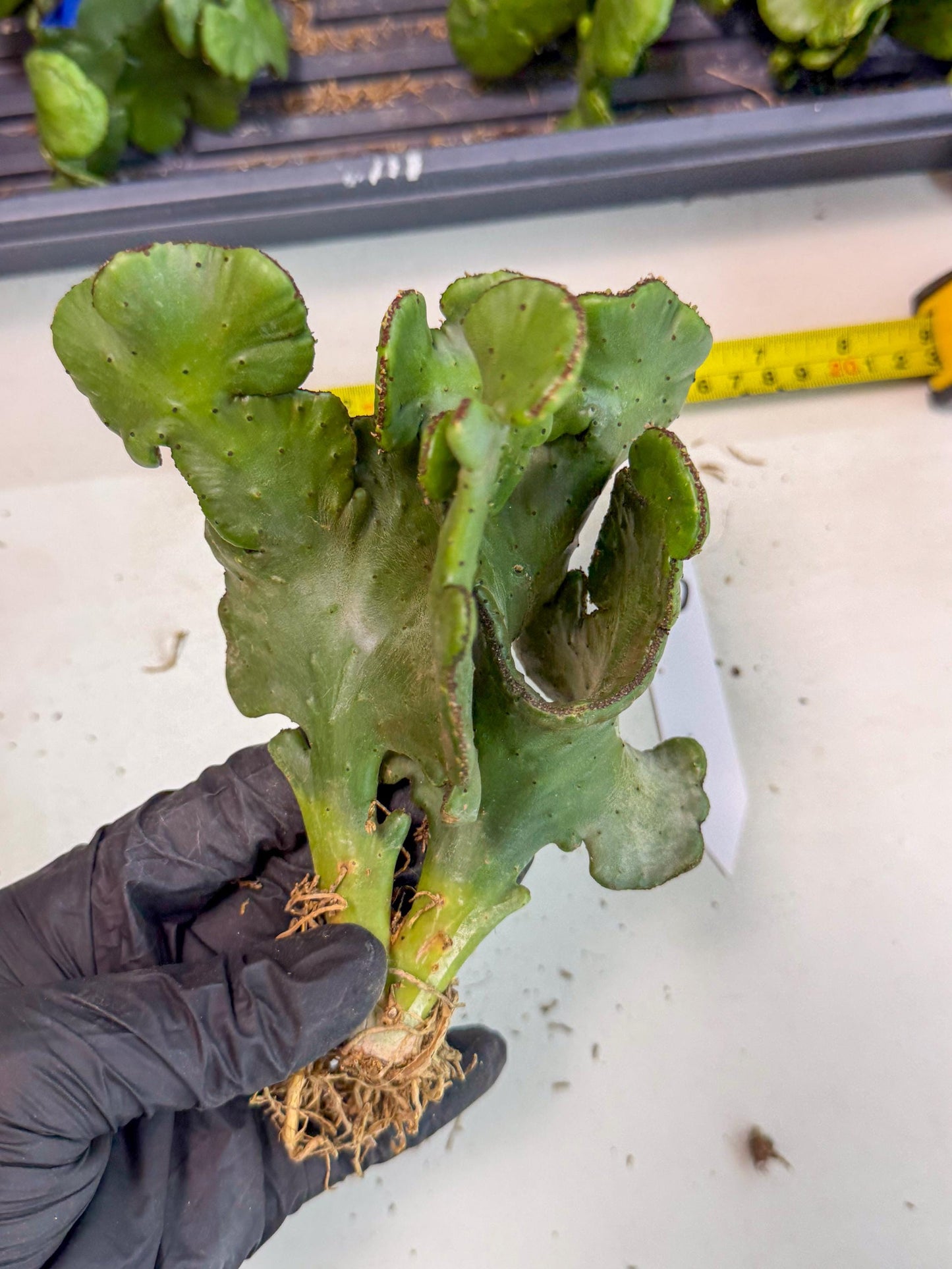 Eupho Leucodendron Cristata (10) | Exotic Rare Plant