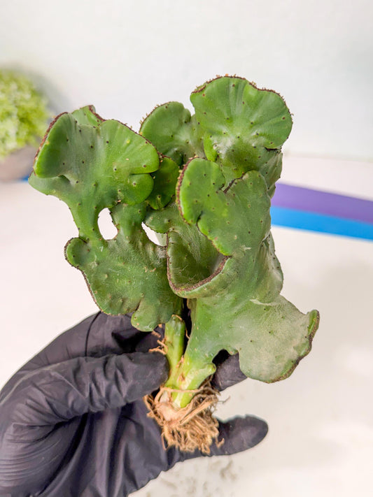 Eupho Leucodendron Cristata (10) | Exotic Rare Plant