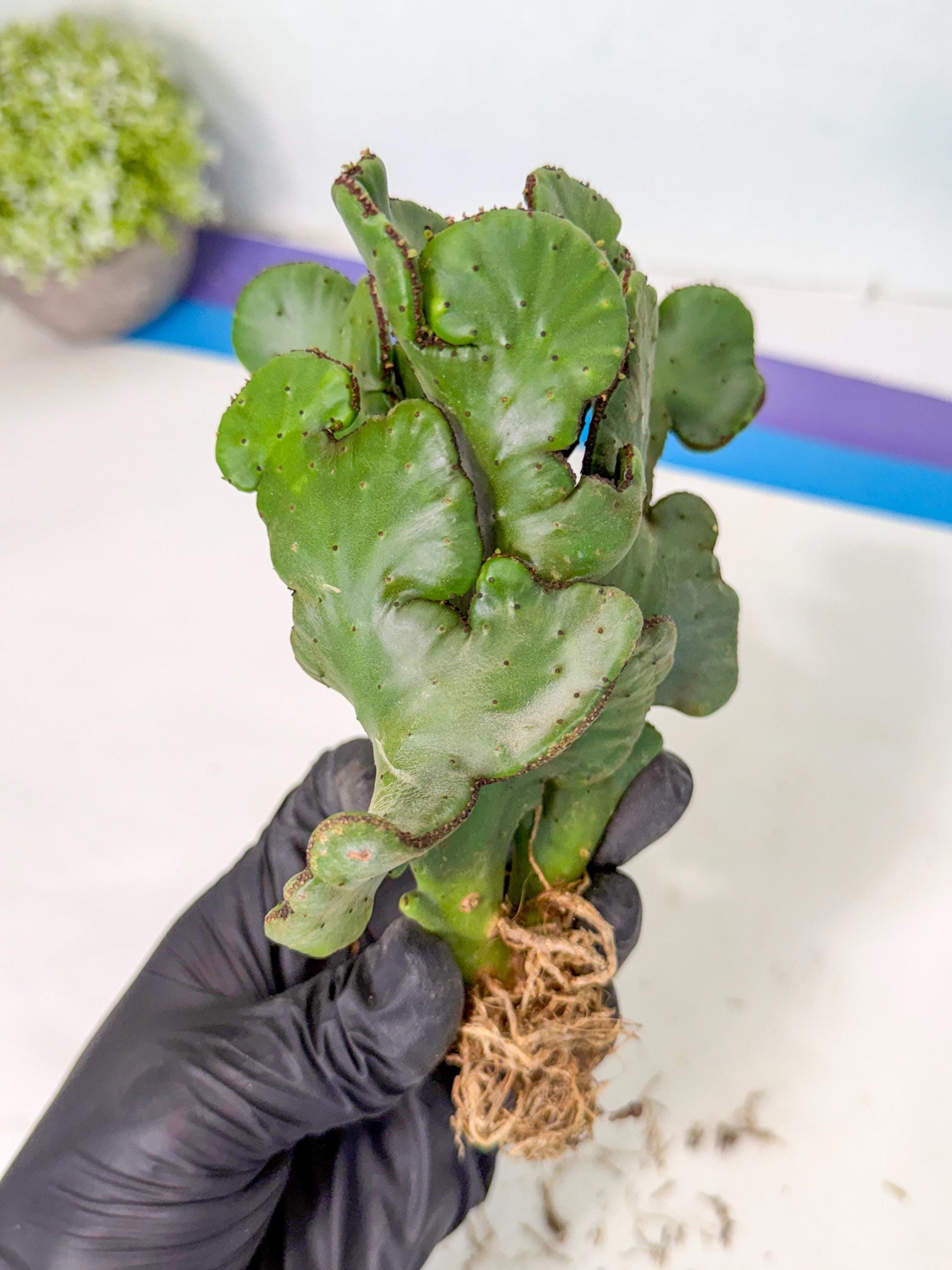 Eupho Leucodendron Cristata (10) | Exotic Rare Plant