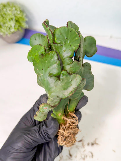 Eupho Leucodendron Cristata (10) | Exotic Rare Plant