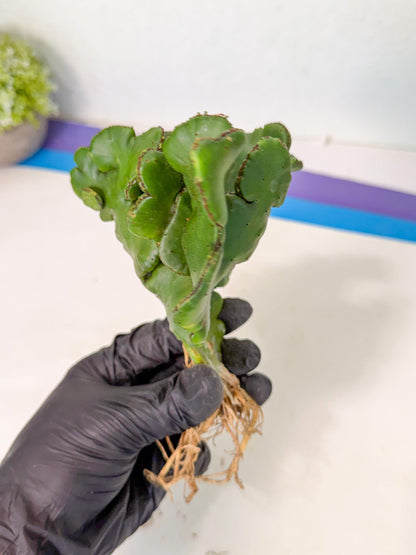 Eupho Leucodendron Cristata (11) | Exotic Rare Plant