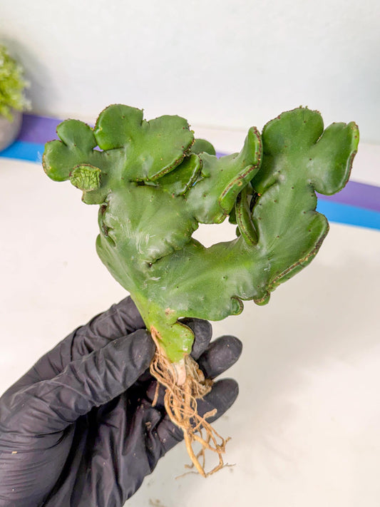 Eupho Leucodendron Cristata (11) | Exotic Rare Plant