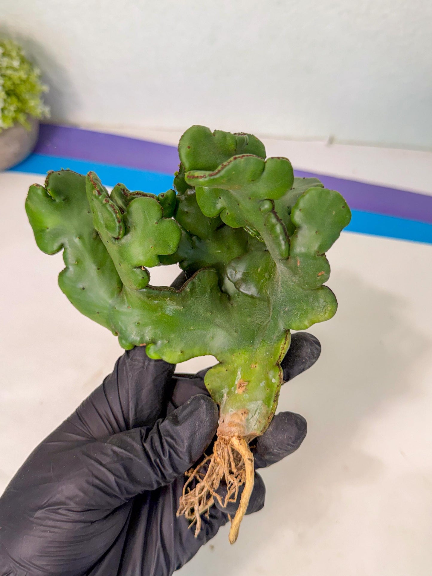 Eupho Leucodendron Cristata (11) | Exotic Rare Plant