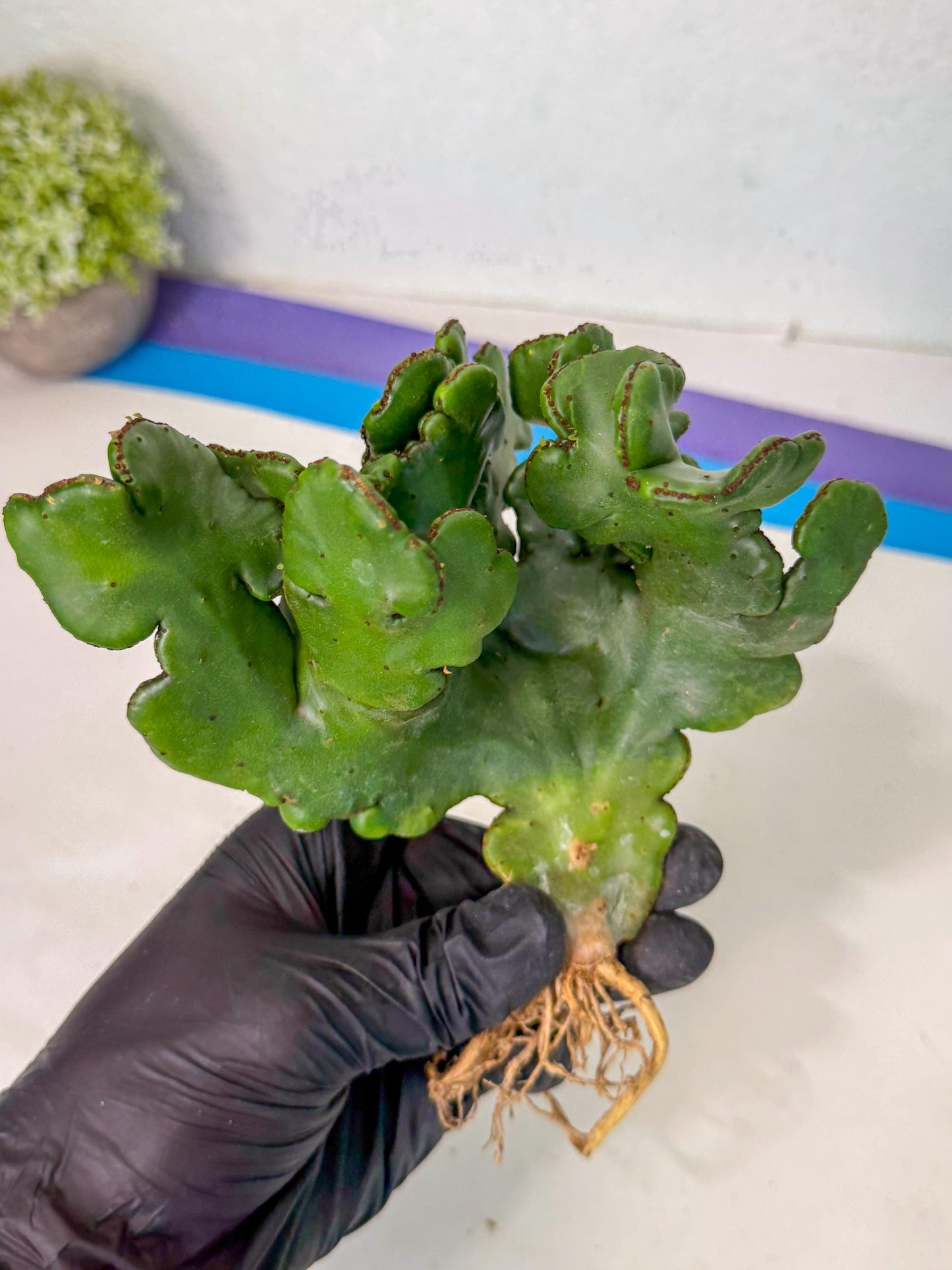 Eupho Leucodendron Cristata (11) | Exotic Rare Plant