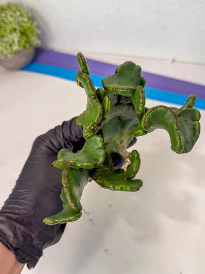 Eupho Leucodendron Cristata (11) | Exotic Rare Plant