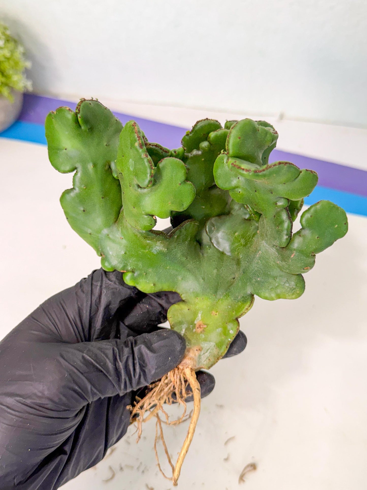Eupho Leucodendron Cristata (11) | Exotic Rare Plant