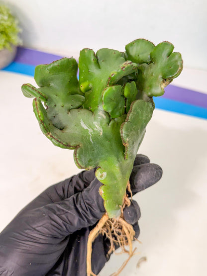 Eupho Leucodendron Cristata (11) | Exotic Rare Plant
