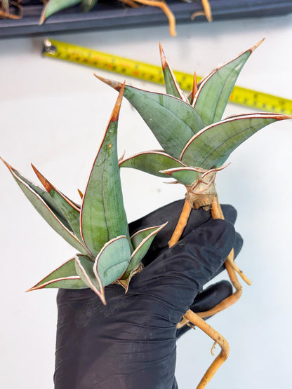 Sansevieria Pinguicula (SM) | Walking Sansevieria