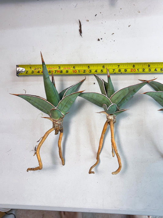 Sansevieria Pinguicula (SM) | Walking Sansevieria