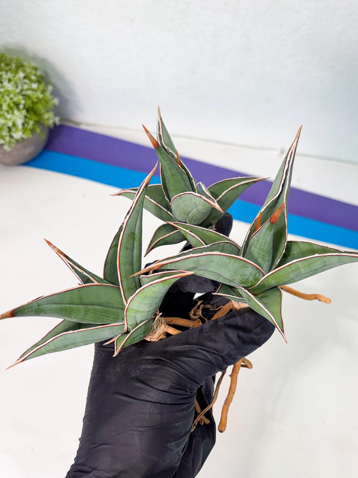 Sansevieria Pinguicula (SM) | Walking Sansevieria