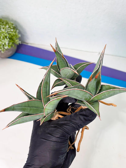 Sansevieria Pinguicula (SM) | Walking Sansevieria