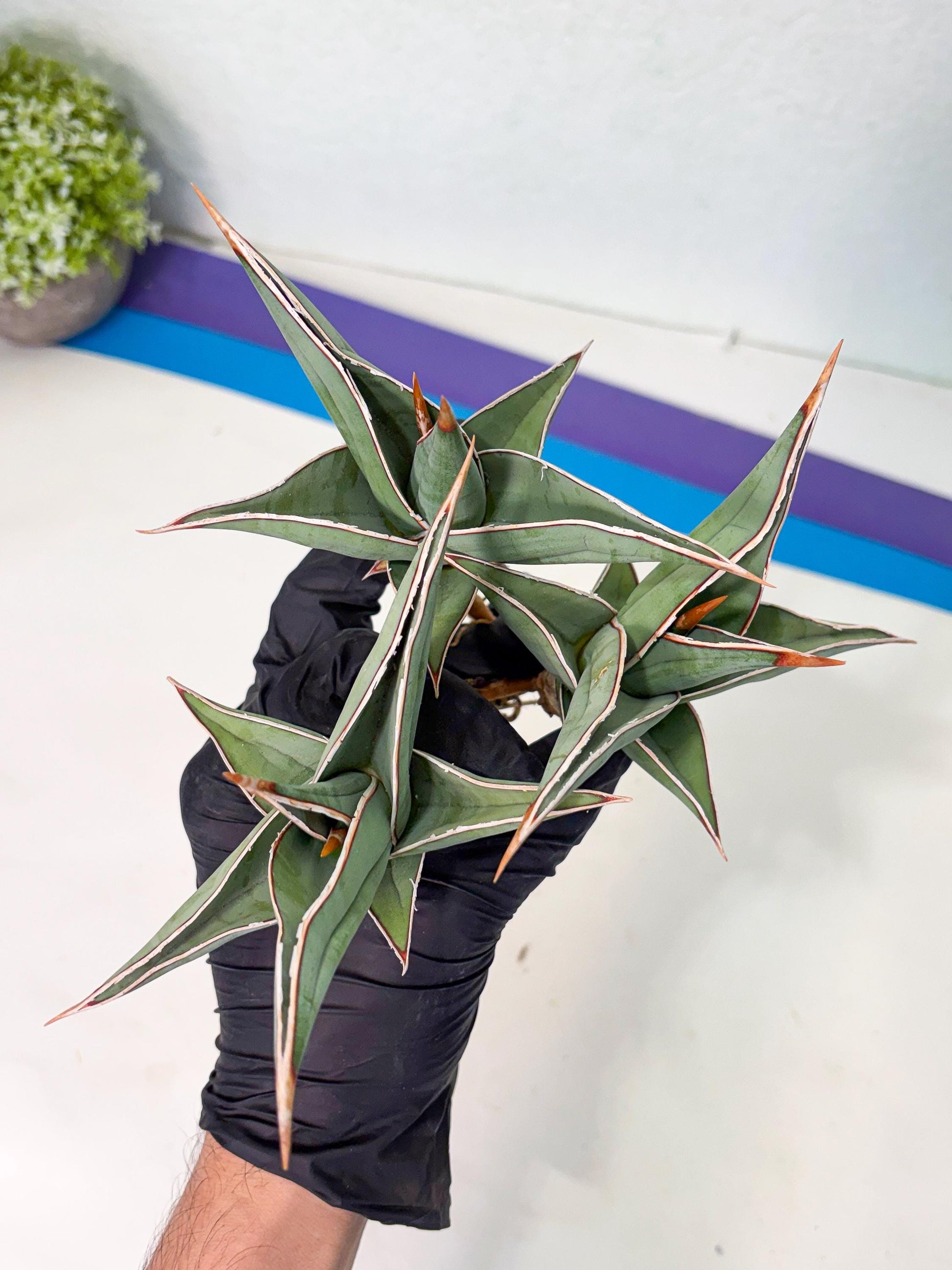Sansevieria Pinguicula (SM) | Walking Sansevieria