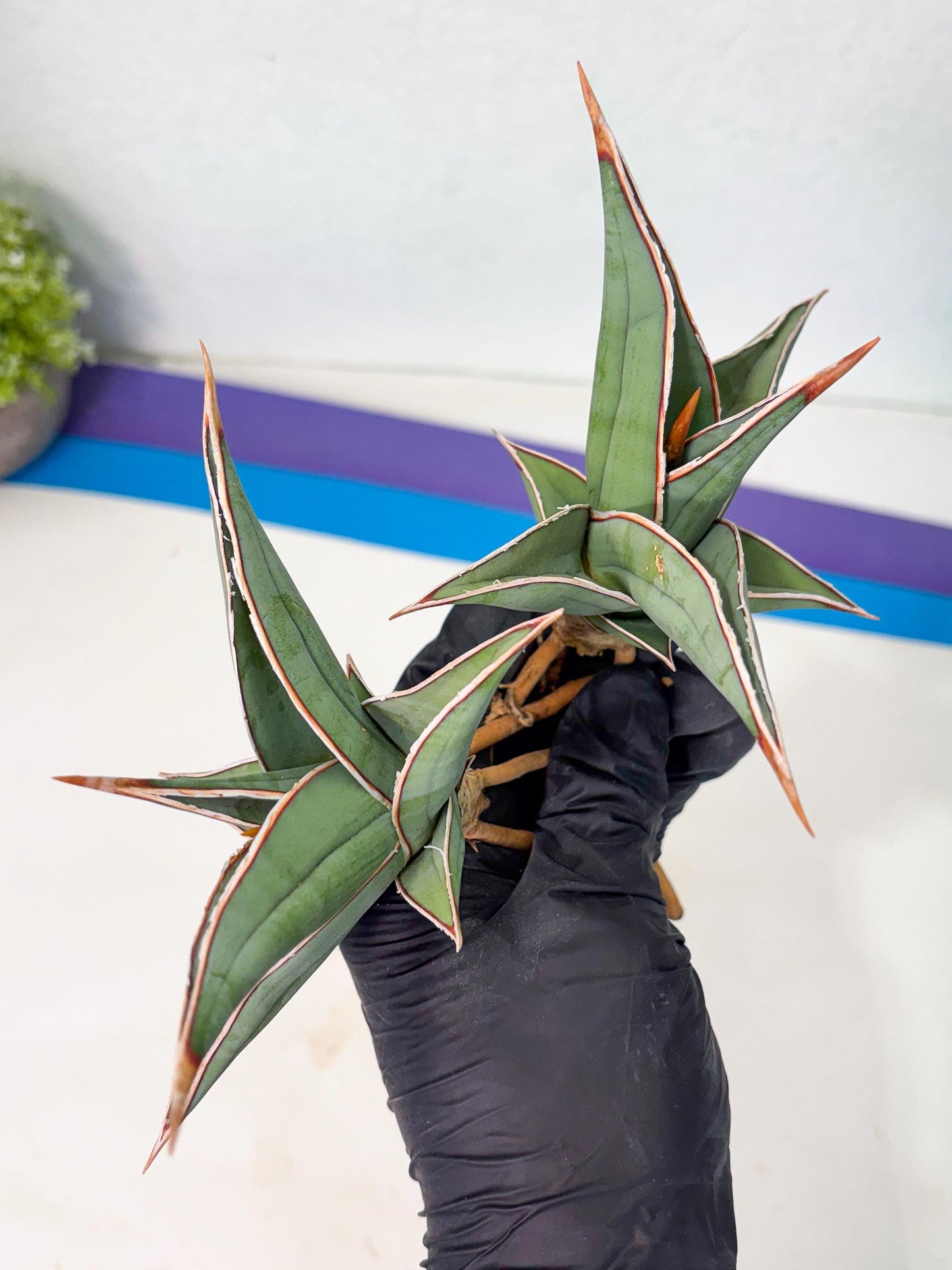 Sansevieria Pinguicula (SM) | Walking Sansevieria