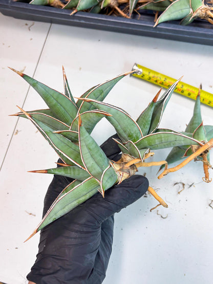 Sansevieria Pinguicula (SM) | Walking Sansevieria