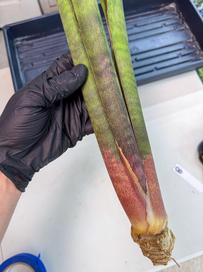 Sansevieria Mystic Magenta (rr) (8) | Very Rare Hybrid
