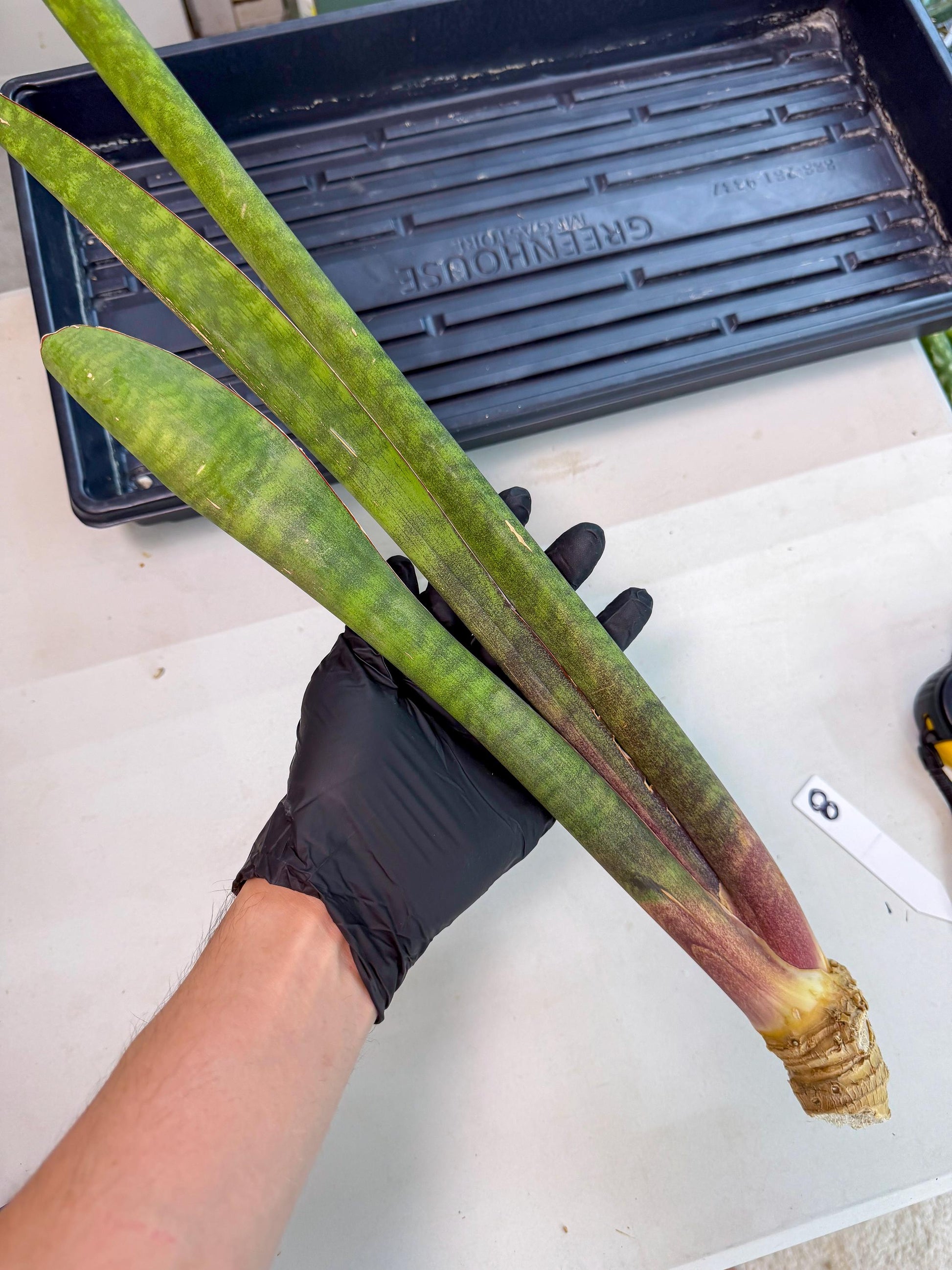 Sansevieria Mystic Magenta (rr) (8) | Very Rare Hybrid