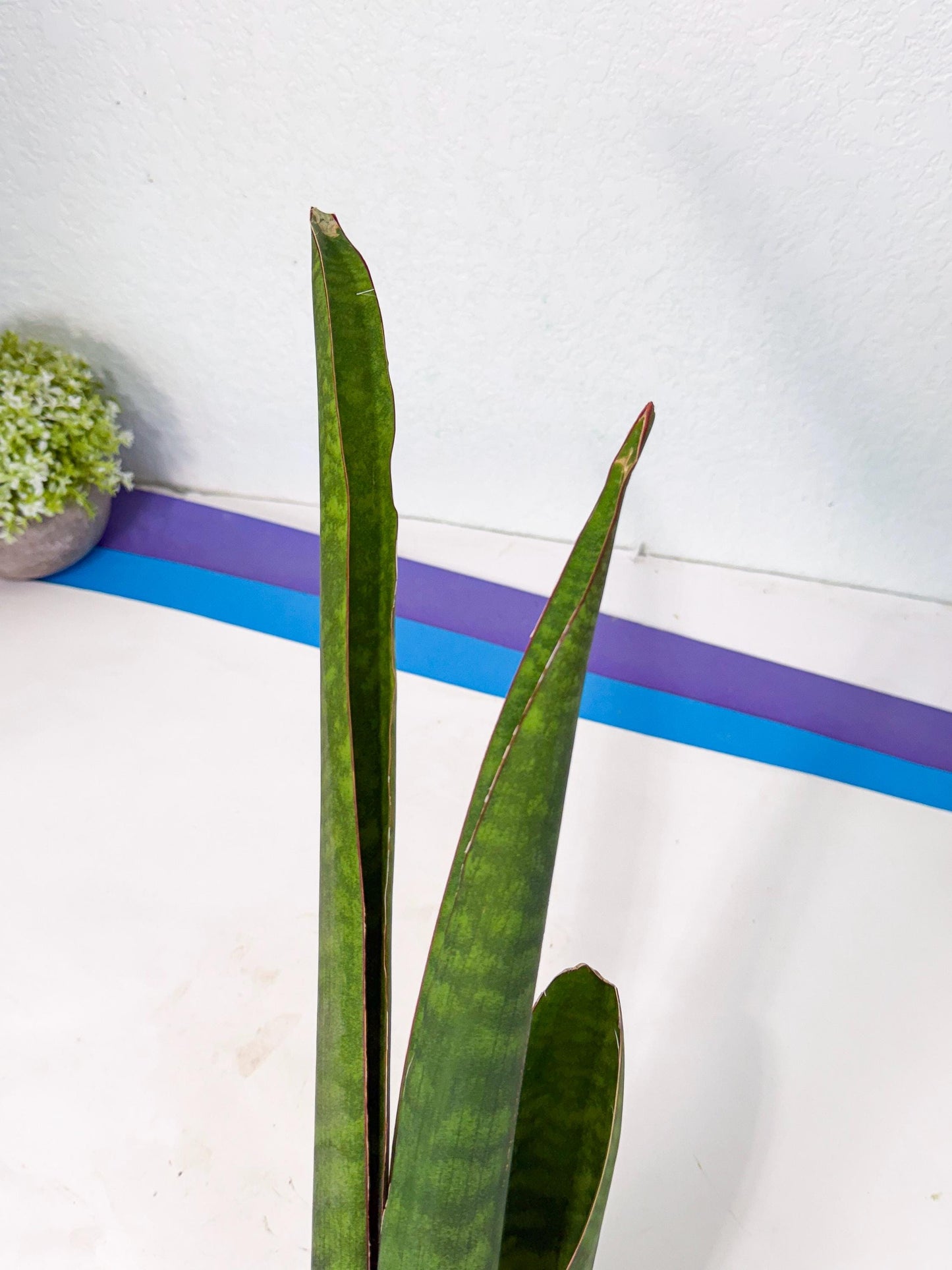 Sansevieria Mystic Magenta (rr) (8) | Very Rare Hybrid