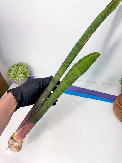 Sansevieria Mystic Magenta (rr) (8) | Very Rare Hybrid