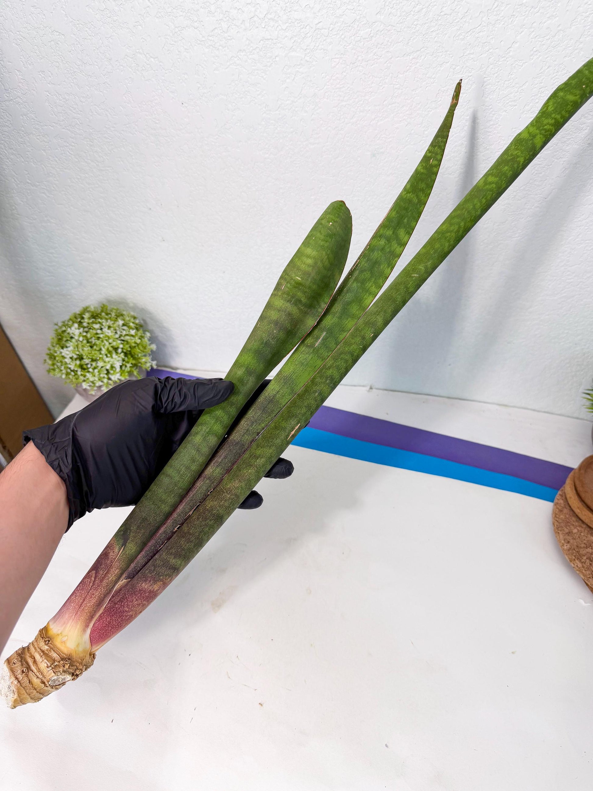 Sansevieria Mystic Magenta (rr) (8) | Very Rare Hybrid