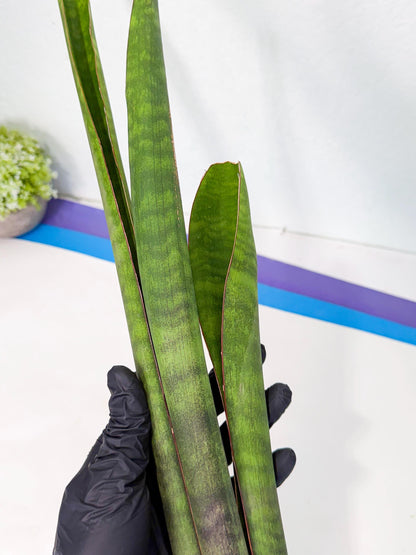 Sansevieria Mystic Magenta (rr) (8) | Very Rare Hybrid