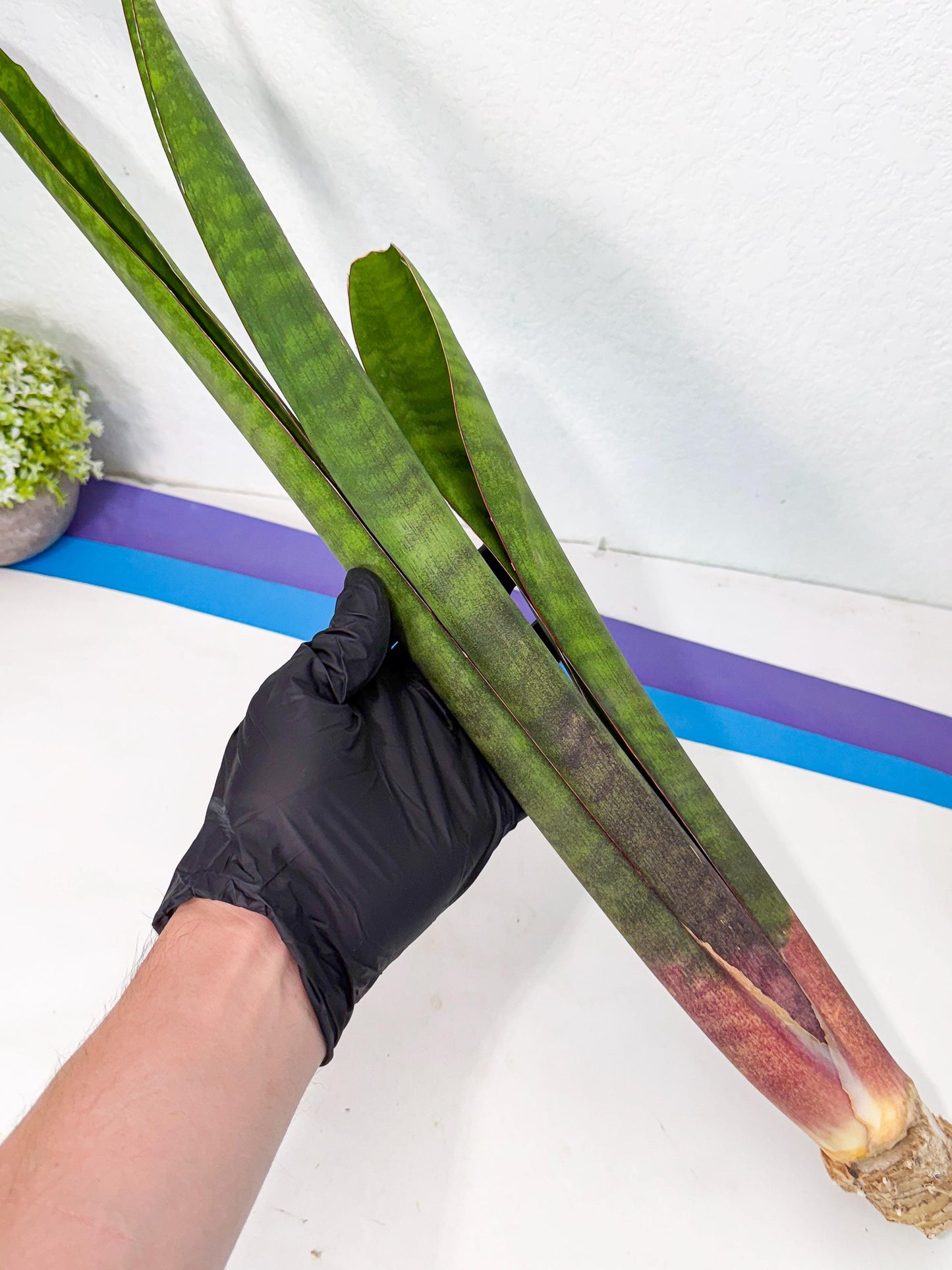Sansevieria Mystic Magenta (rr) (8) | Very Rare Hybrid