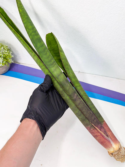 Sansevieria Mystic Magenta (rr) (8) | Very Rare Hybrid