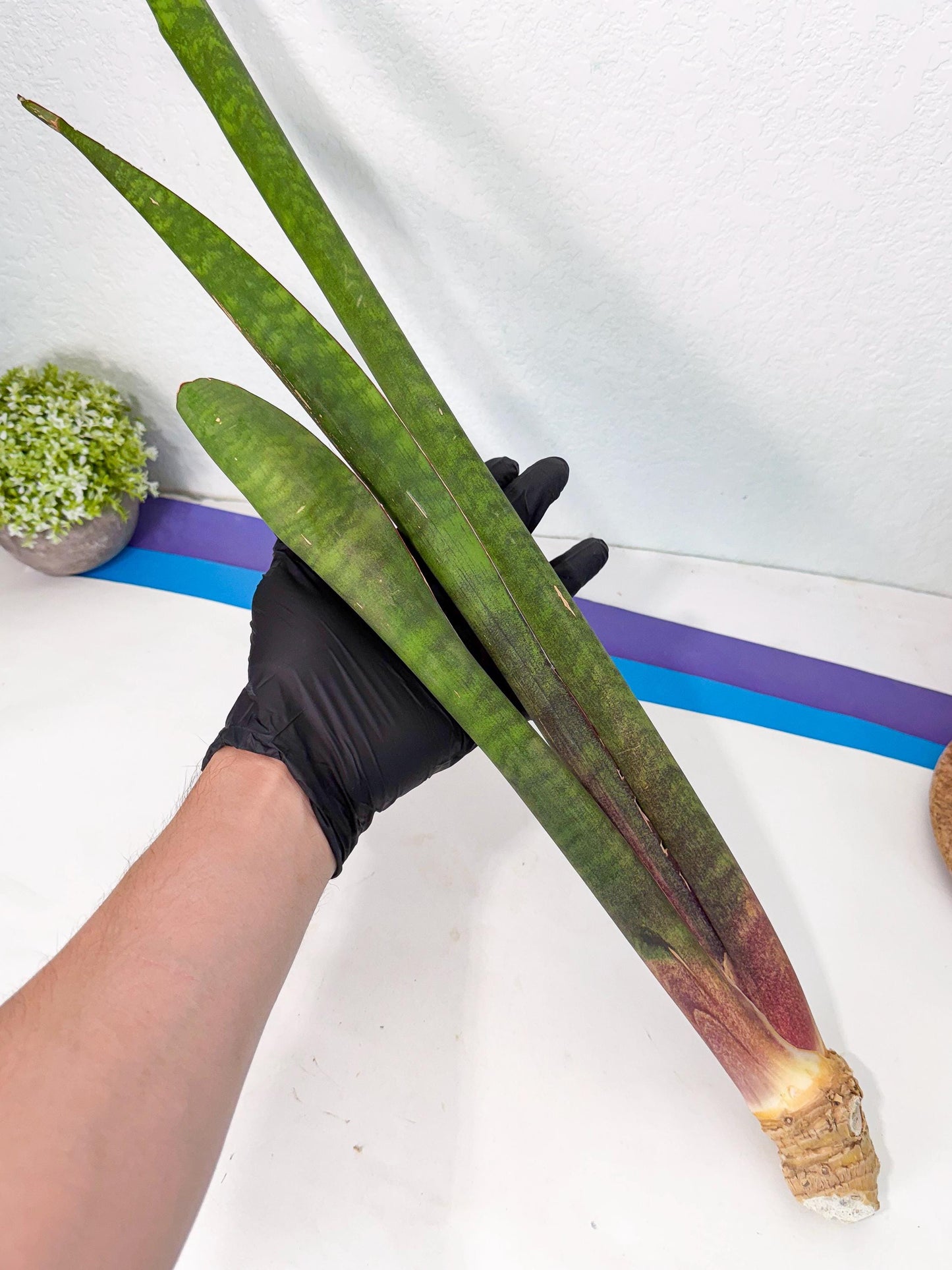Sansevieria Mystic Magenta (rr) (8) | Very Rare Hybrid