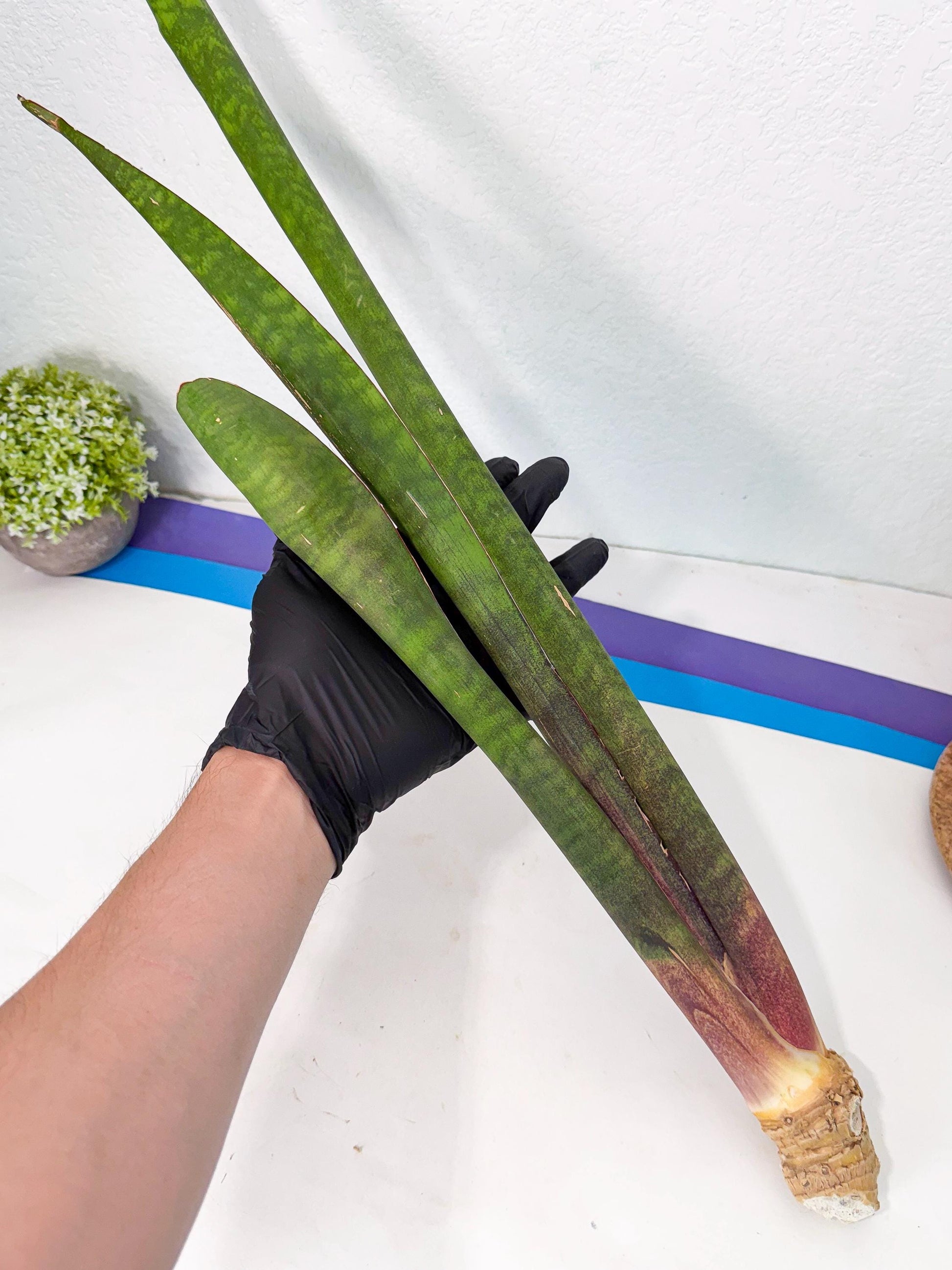 Sansevieria Mystic Magenta (rr) (8) | Very Rare Hybrid