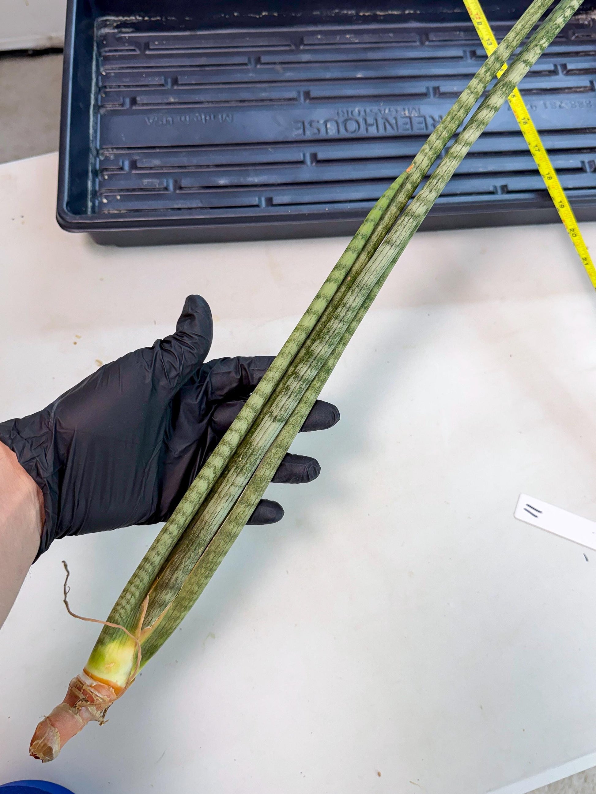 Sansevieria Pix Maro (rr) (11) | Very Rare Hybrid