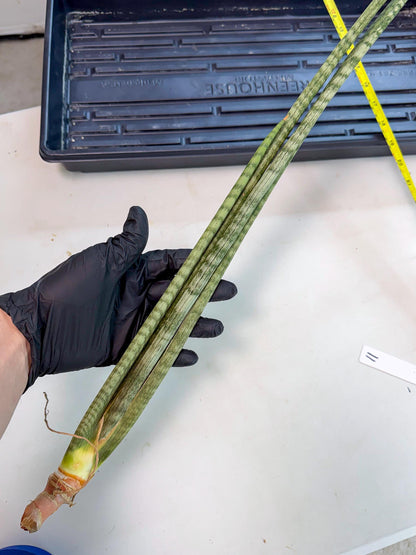 Sansevieria Pix Maro (rr) (11) | Very Rare Hybrid
