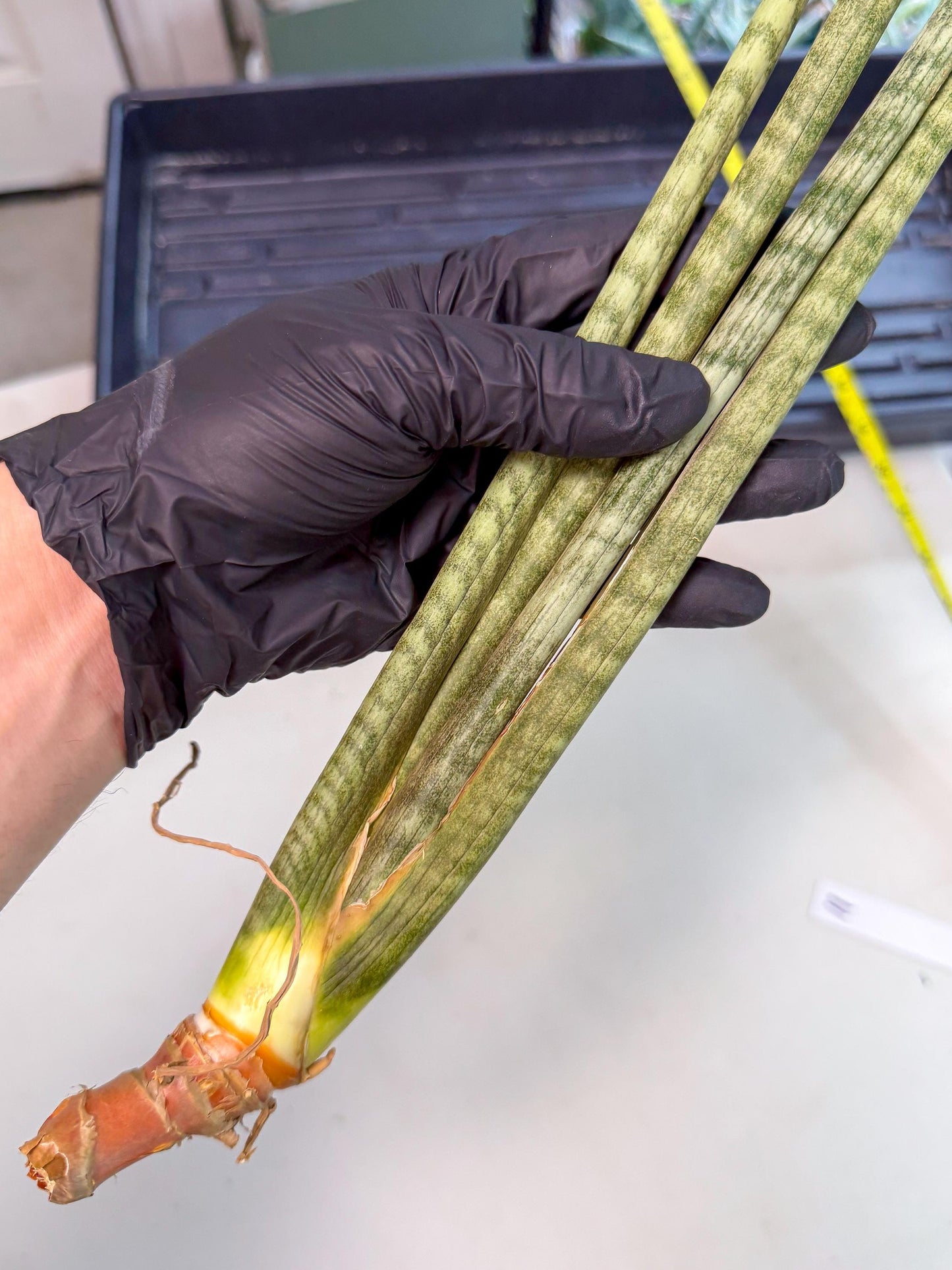 Sansevieria Pix Maro (rr) (11) | Very Rare Hybrid