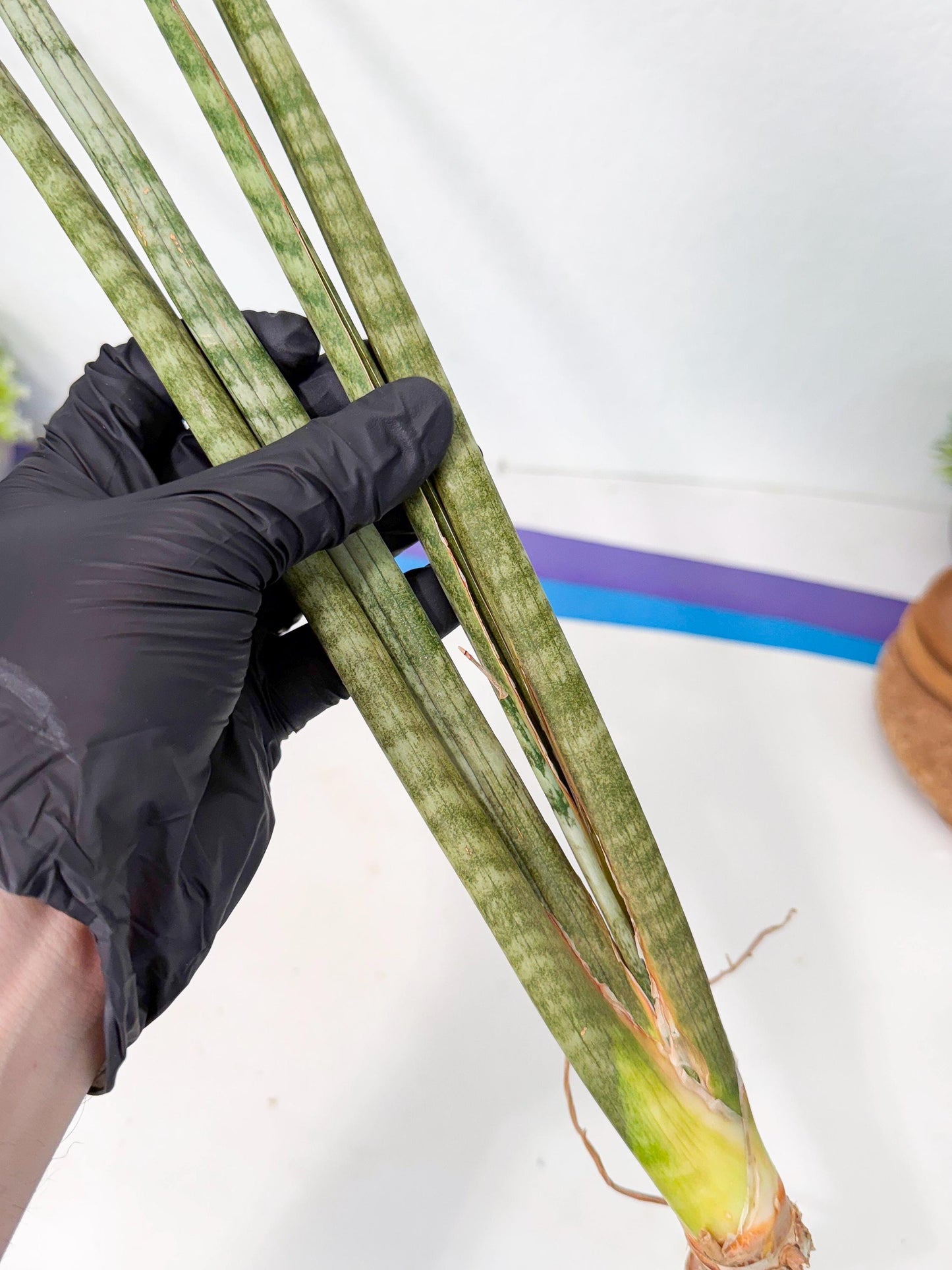 Sansevieria Pix Maro (rr) (11) | Very Rare Hybrid