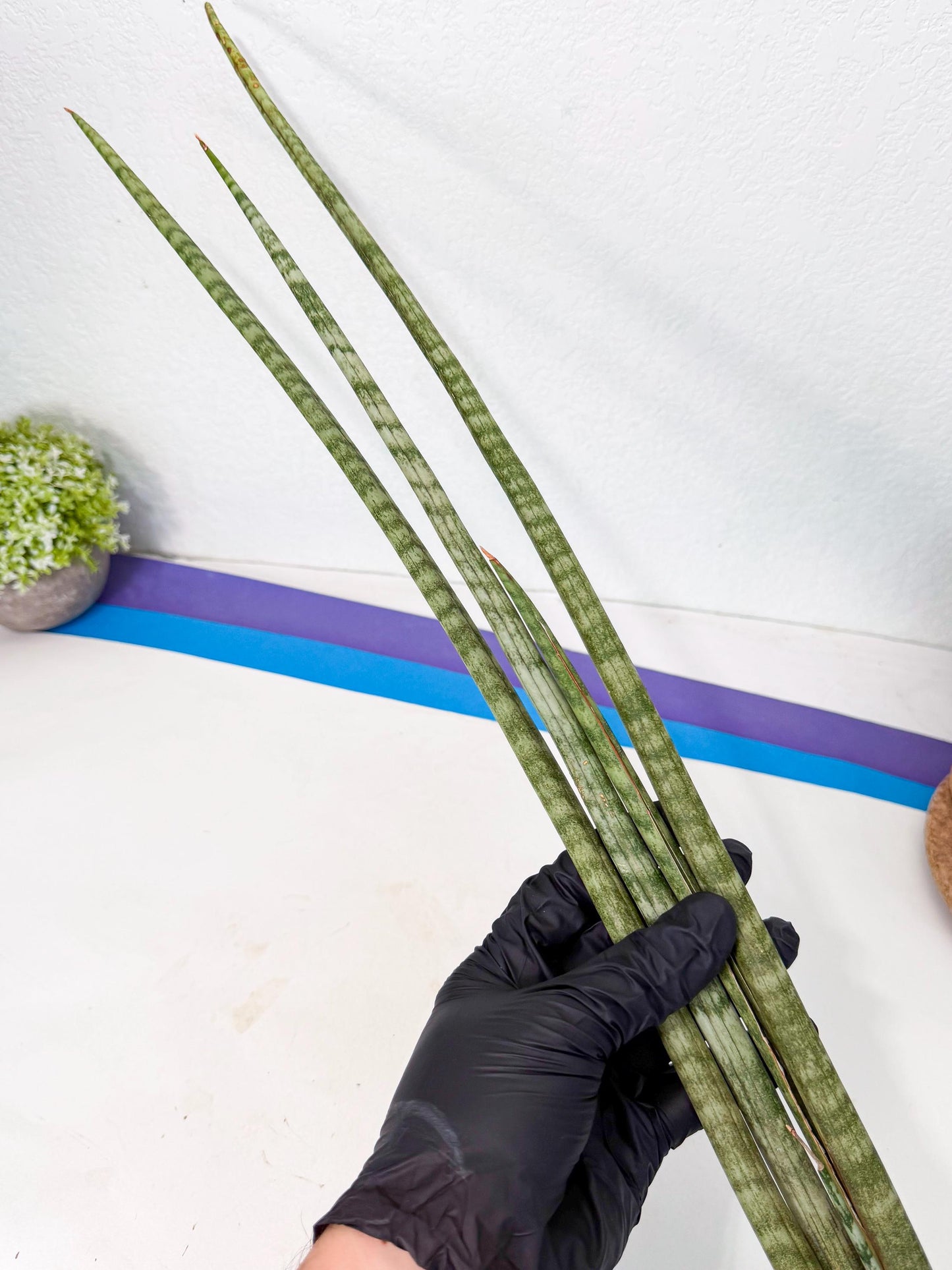 Sansevieria Pix Maro (rr) (11) | Very Rare Hybrid