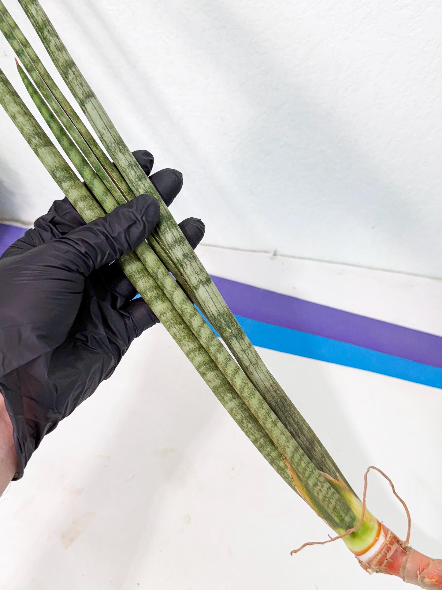 Sansevieria Pix Maro (rr) (11) | Very Rare Hybrid