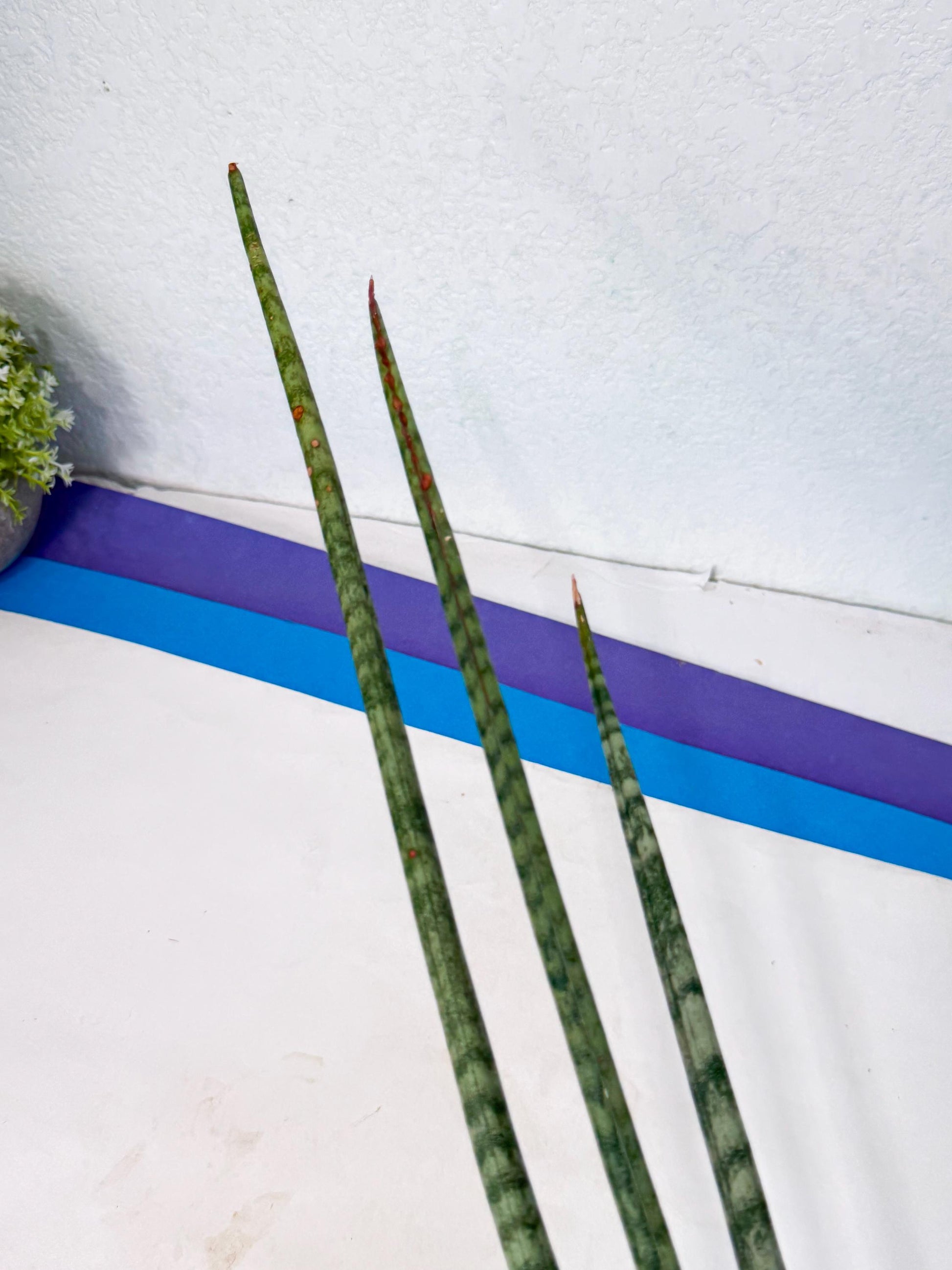 Sansevieria Pix Maro (rr) (11) | Very Rare Hybrid