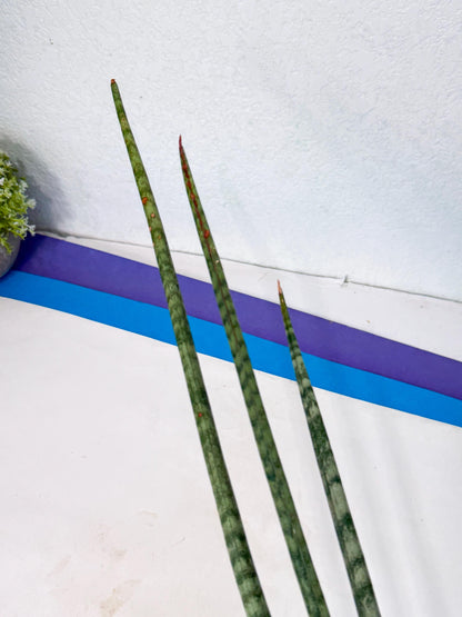 Sansevieria Pix Maro (rr) (11) | Very Rare Hybrid