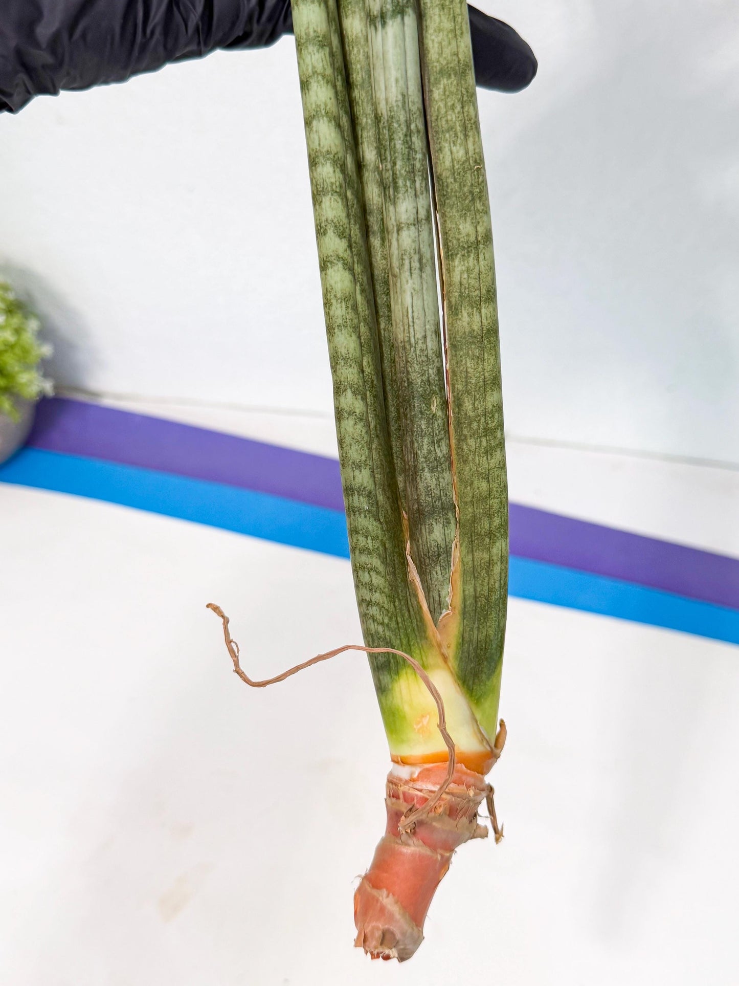 Sansevieria Pix Maro (rr) (11) | Very Rare Hybrid