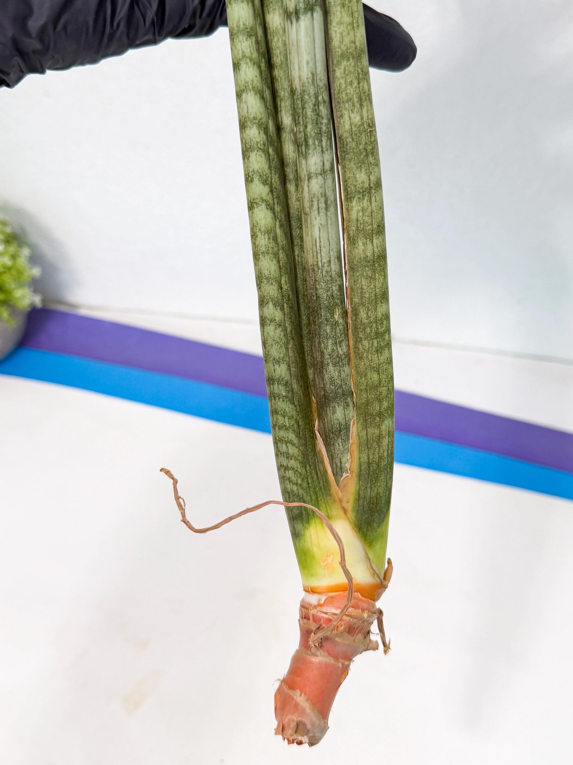 Sansevieria Pix Maro (rr) (11) | Very Rare Hybrid