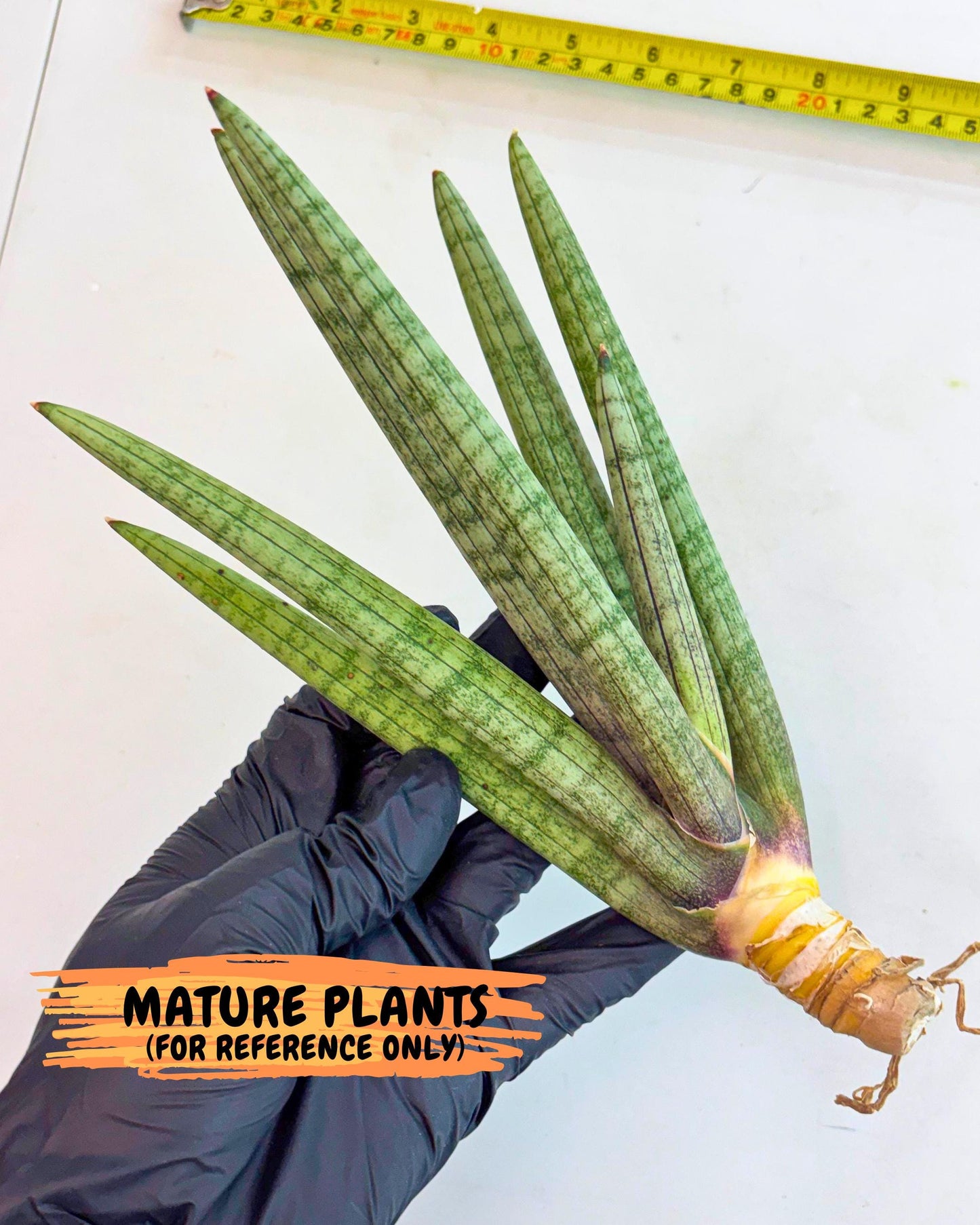 Sansevieria Kari (rr) (12) | Very Rare Hybrid