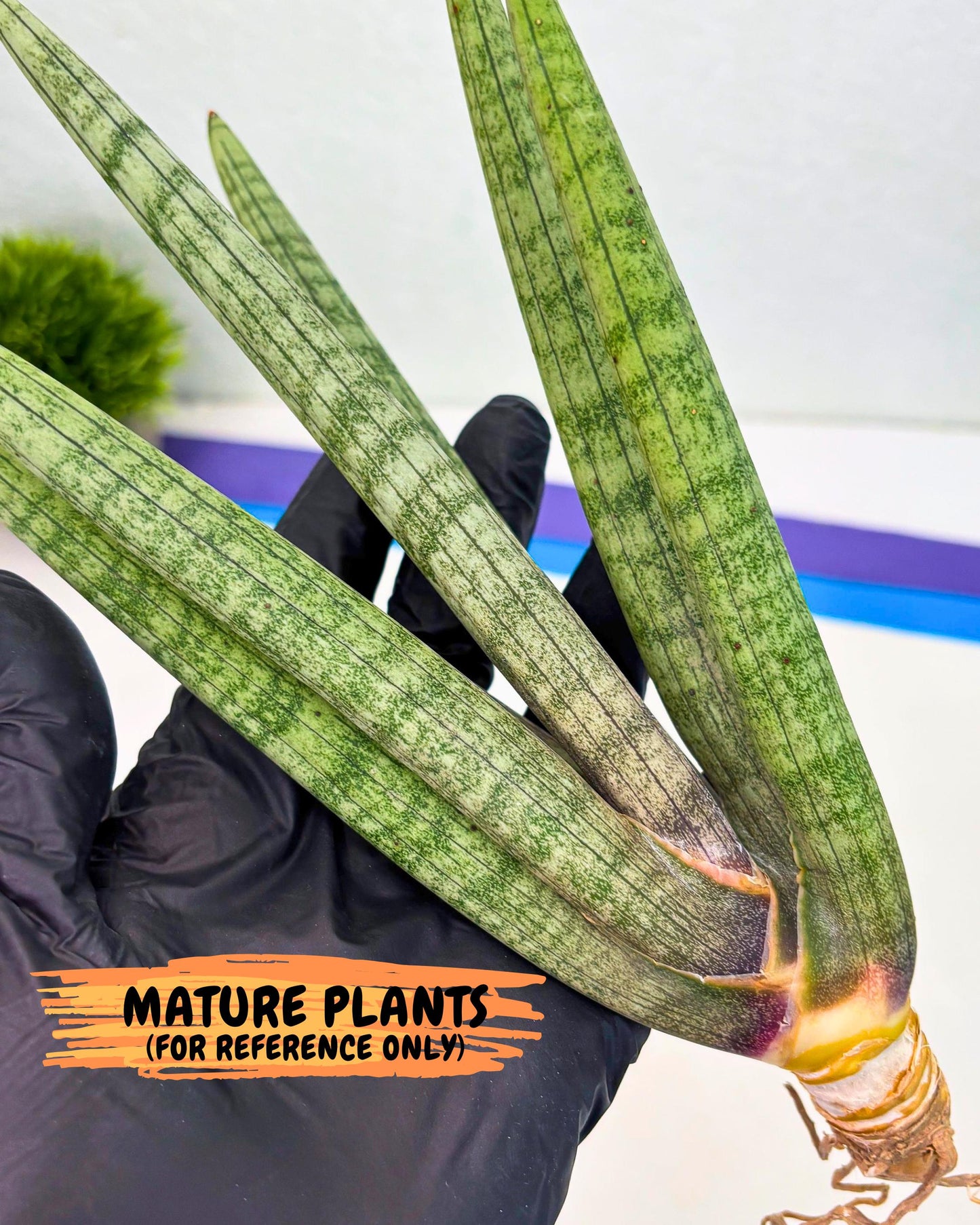 Sansevieria Kari (rr) (12) | Very Rare Hybrid