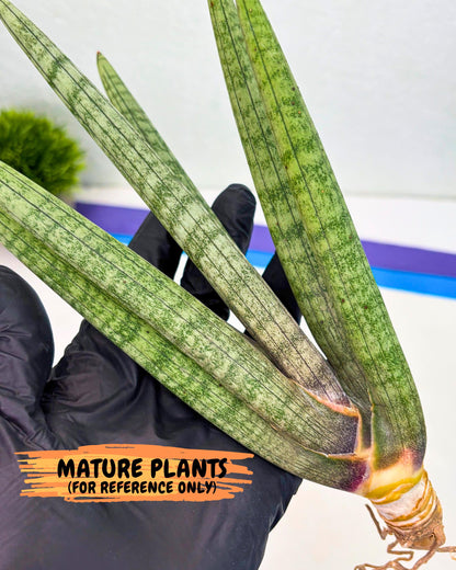 Sansevieria Kari (rr) (12) | Very Rare Hybrid