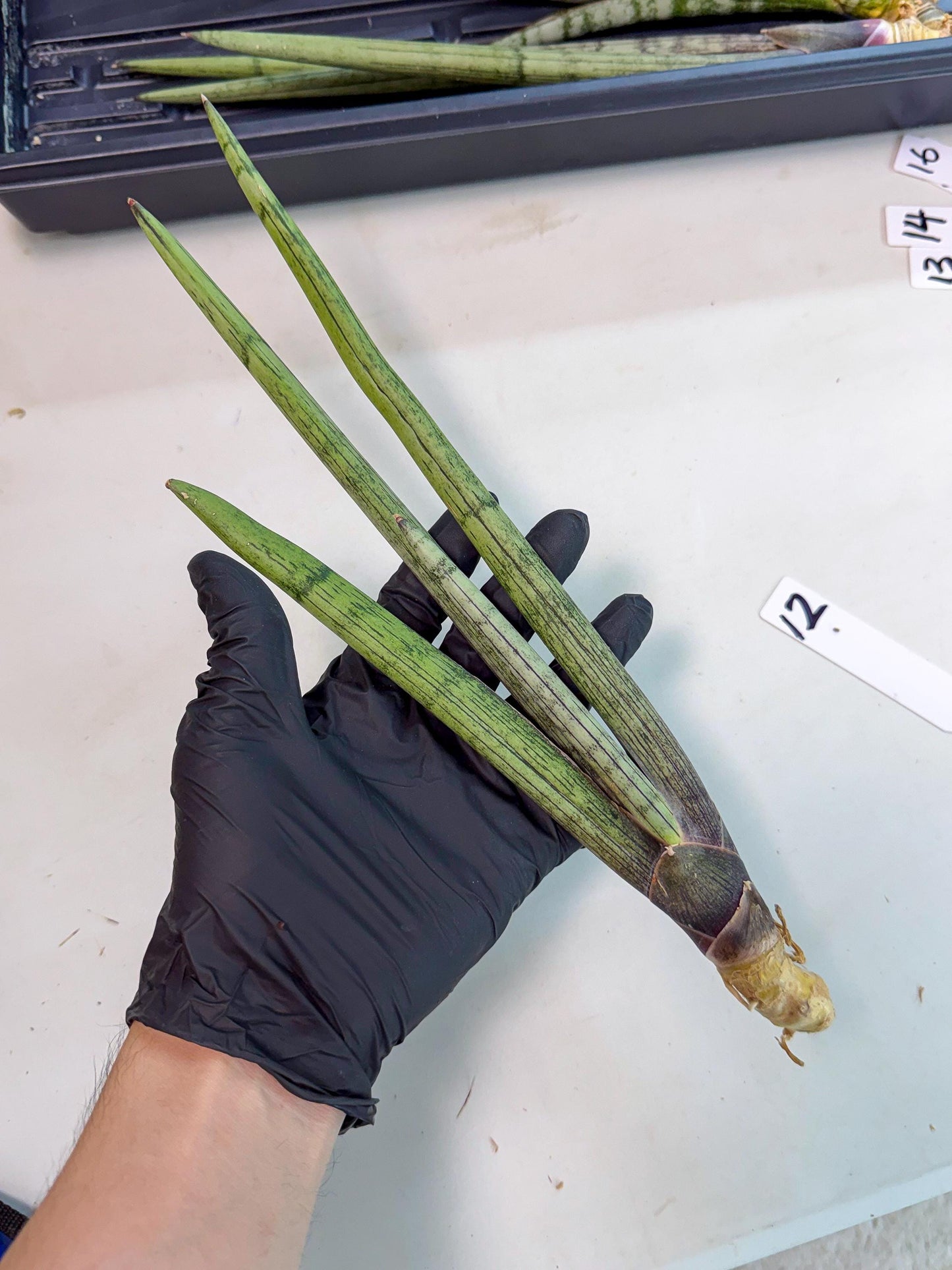 Sansevieria Kari (rr) (12) | Very Rare Hybrid